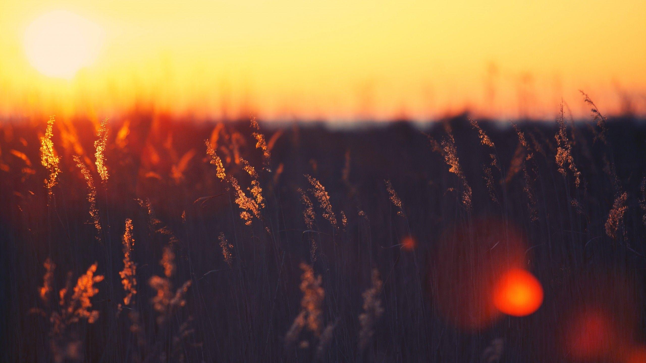 2560x1440 Wallpaper Field, 5k, 4k wallpaper, HD, sunset, grass, Nature