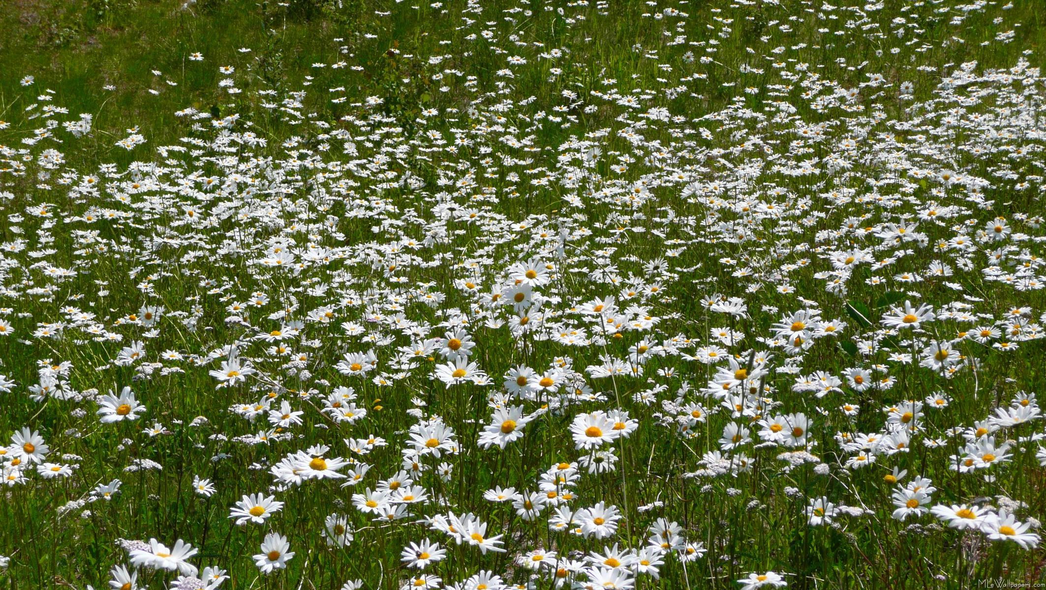 2126x1200 Field Of Daisies Wallpaper