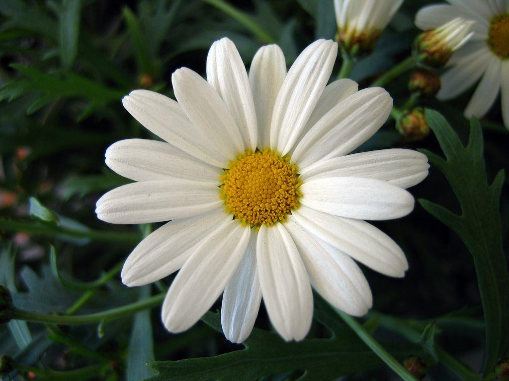 Simple Daisy Computer Wallpapers - Top Free Simple Daisy Computer ...