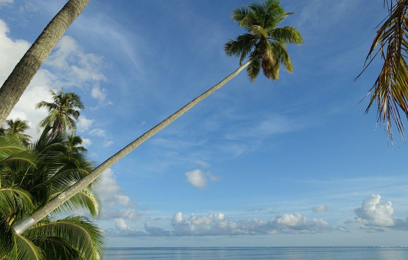 1332x850 Wallpaper the sky, tropics, palm trees, the ocean, Pacific Ocean, Moorea, Moorea, French Polynesia, The Pacific ocean, French Polynesia image for desktop, section пейзажи