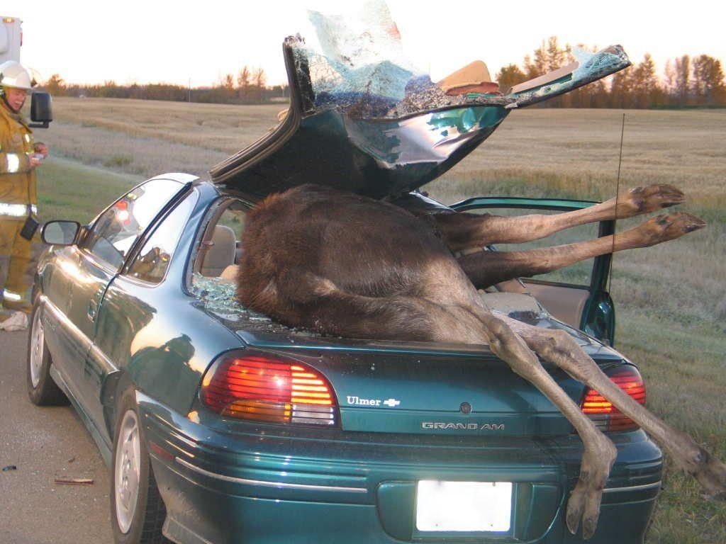 1024x768 Wallpaper cellebrity and art: Funny Accident Wallpaper, Funny Accident Photo, Picture Collection