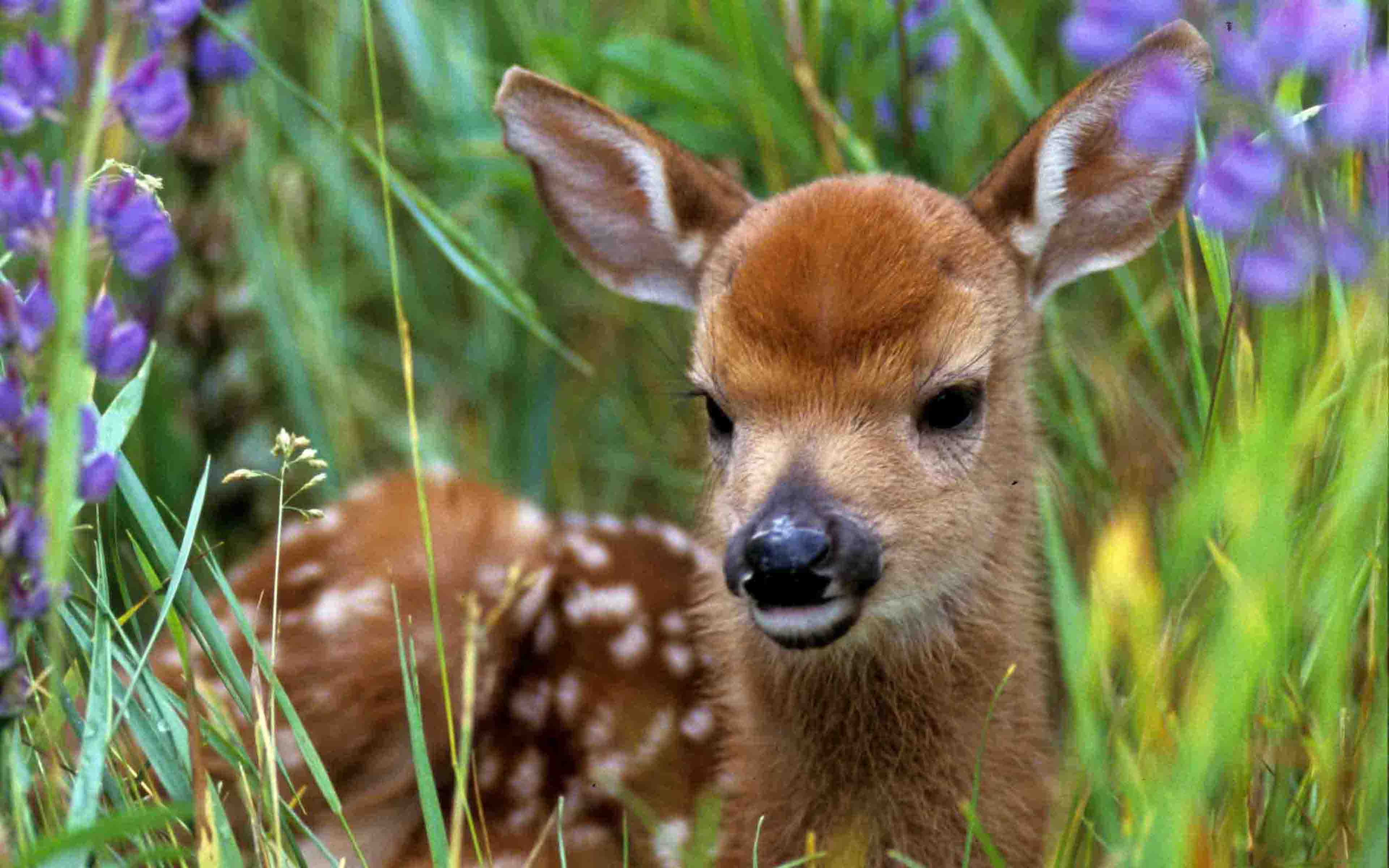 Fawn Wallpapers - Top Free Fawn Backgrounds - WallpaperAccess