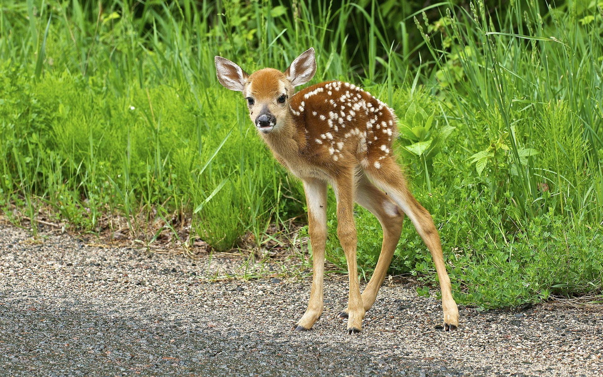 Fawn Wallpapers - Top Free Fawn Backgrounds - WallpaperAccess