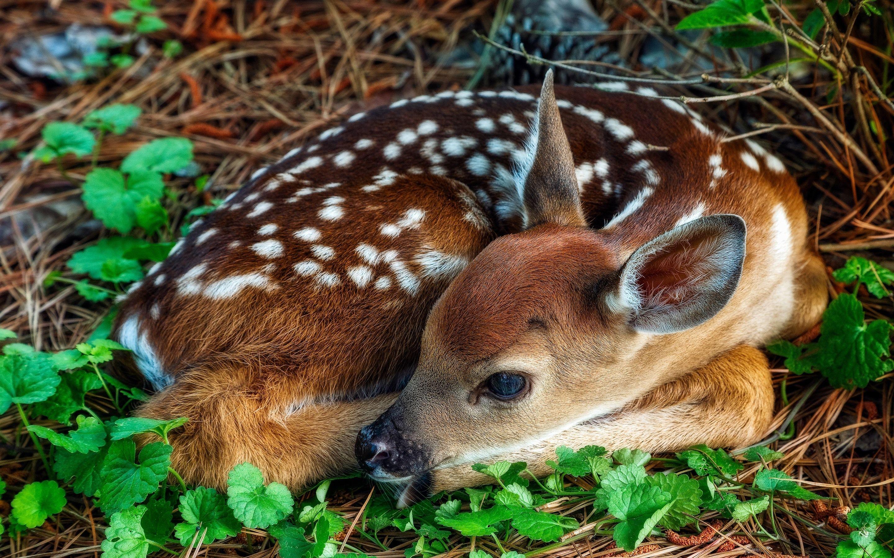 Fawn Wallpapers - Top Free Fawn Backgrounds - WallpaperAccess