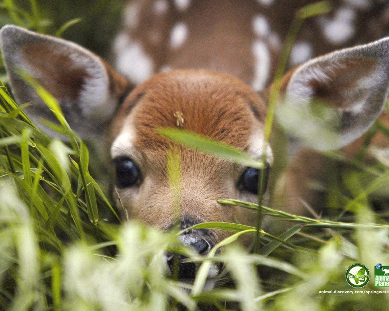 Fawn Wallpapers - Top Free Fawn Backgrounds - WallpaperAccess