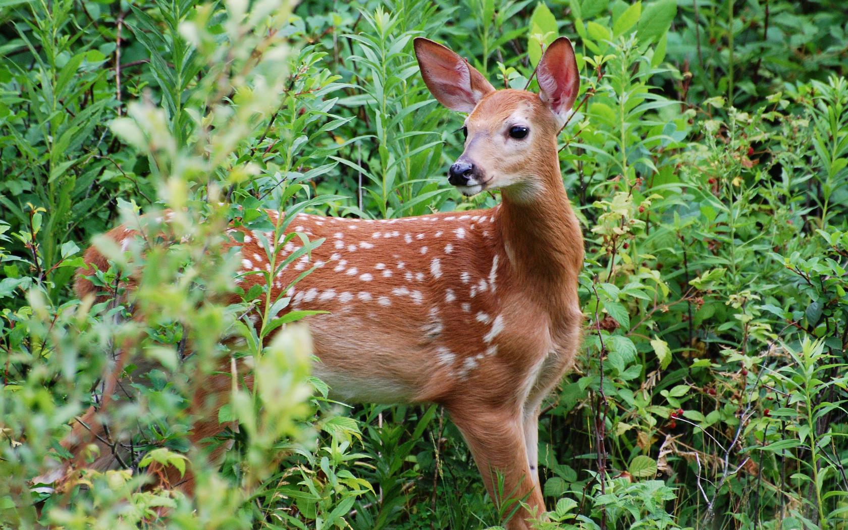 Fawn Wallpapers - Top Free Fawn Backgrounds - WallpaperAccess