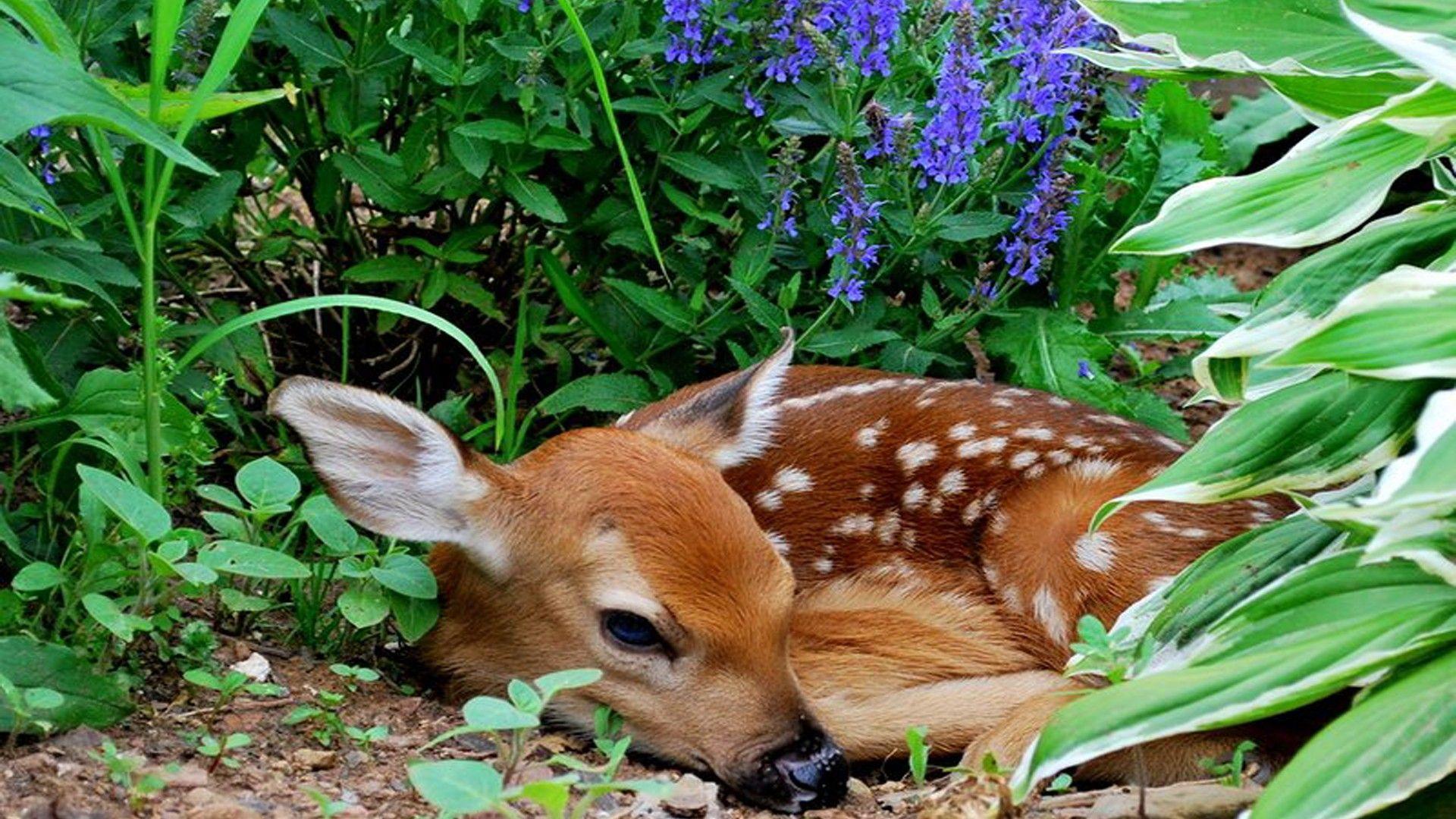 Fawn Wallpapers - Top Free Fawn Backgrounds - WallpaperAccess