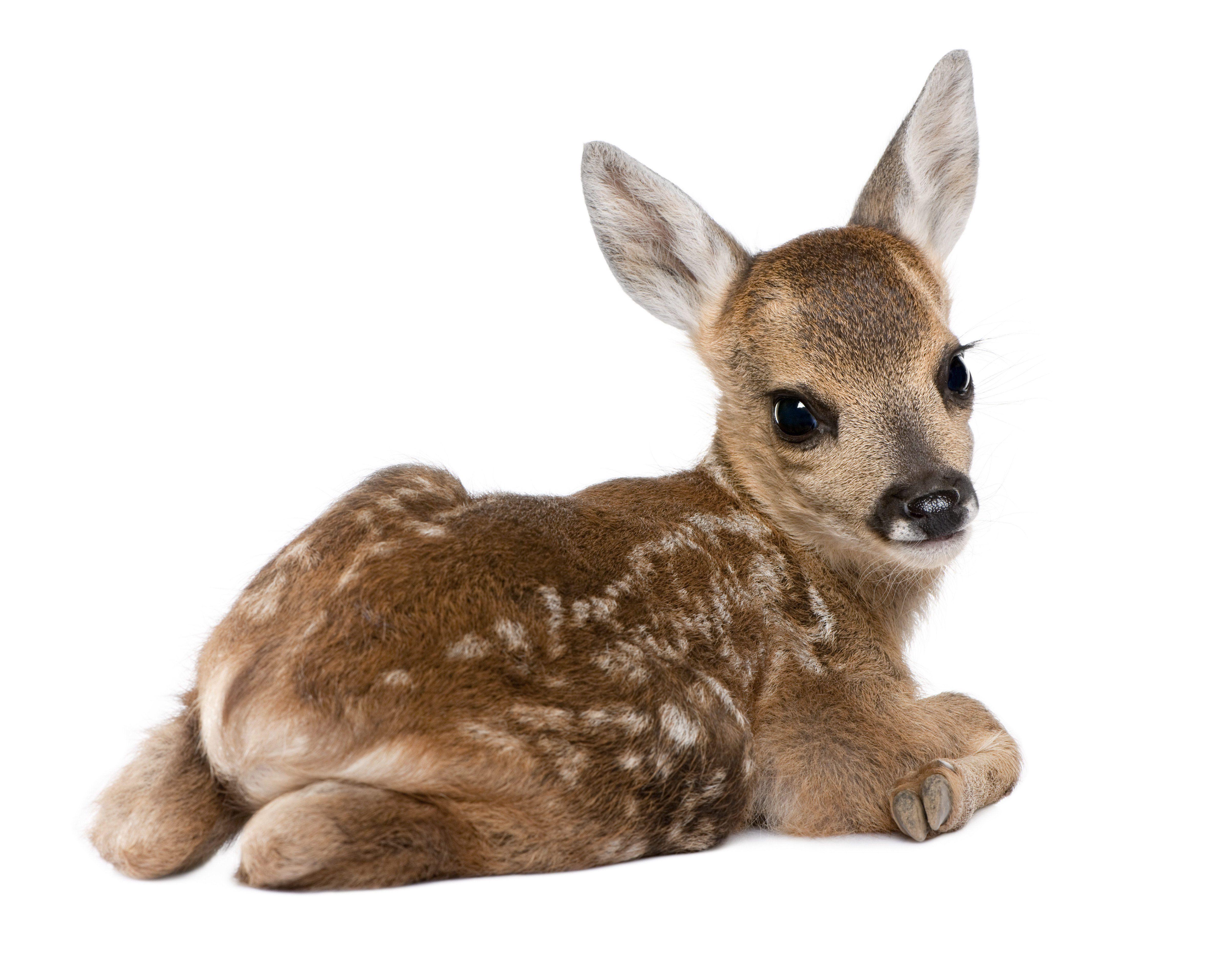 Fawn Wallpapers - Top Free Fawn Backgrounds - WallpaperAccess