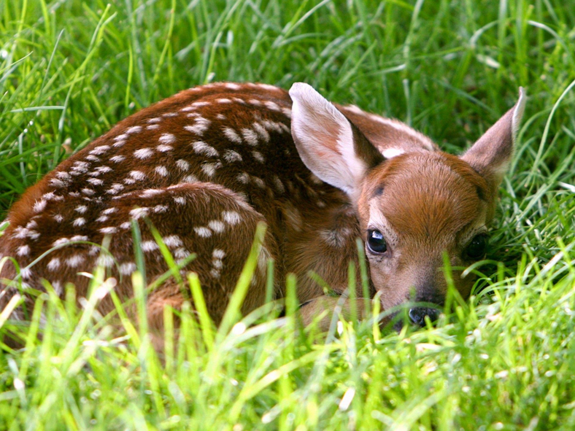 Fawn Wallpapers - Top Free Fawn Backgrounds - WallpaperAccess