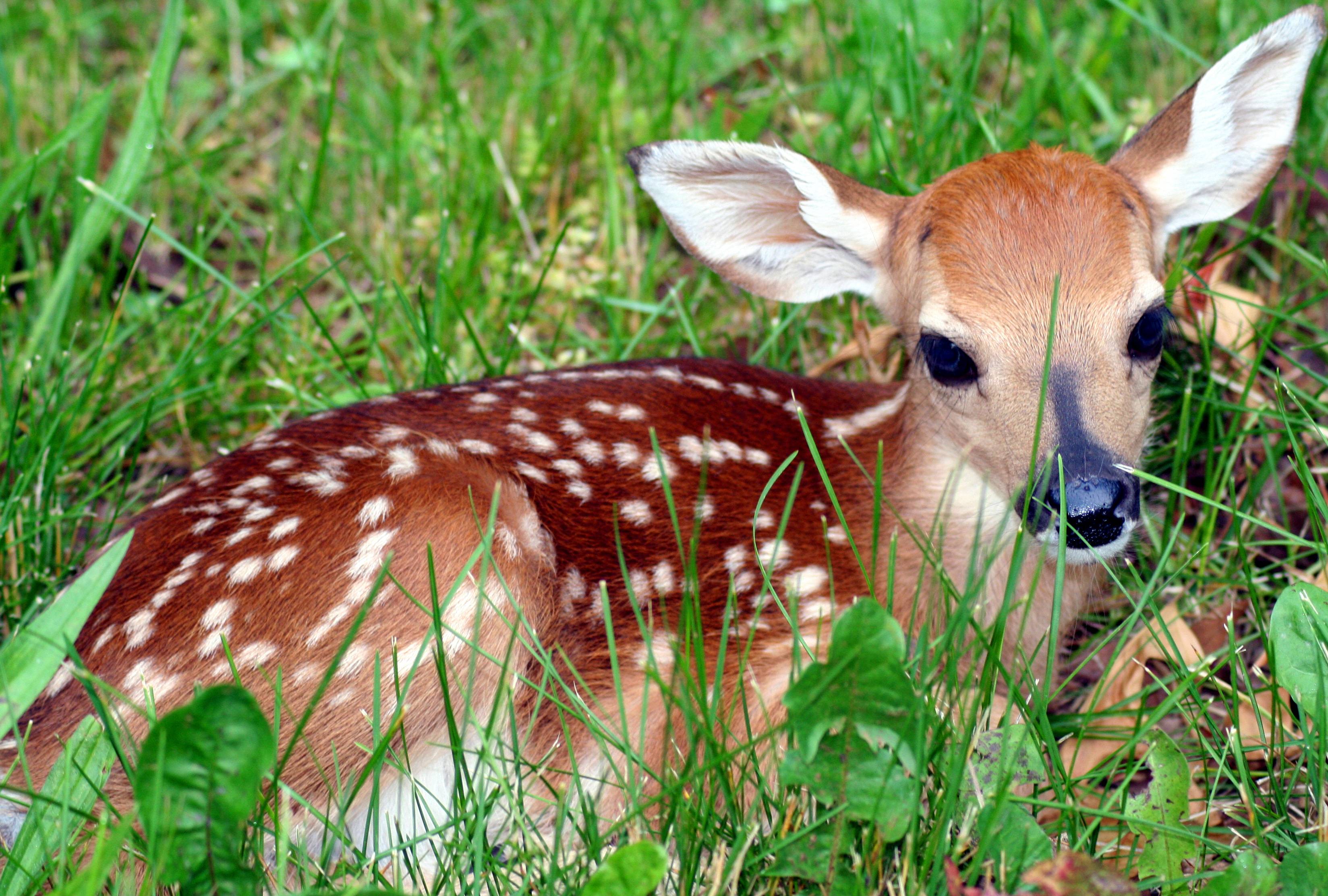 Fawn Wallpapers - Top Free Fawn Backgrounds - WallpaperAccess