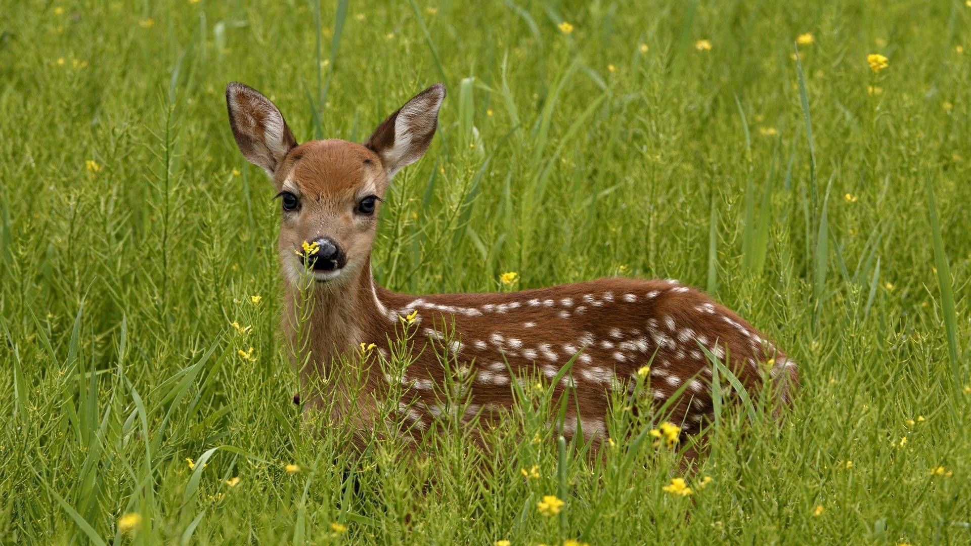 Fawn Wallpapers - Top Free Fawn Backgrounds - WallpaperAccess