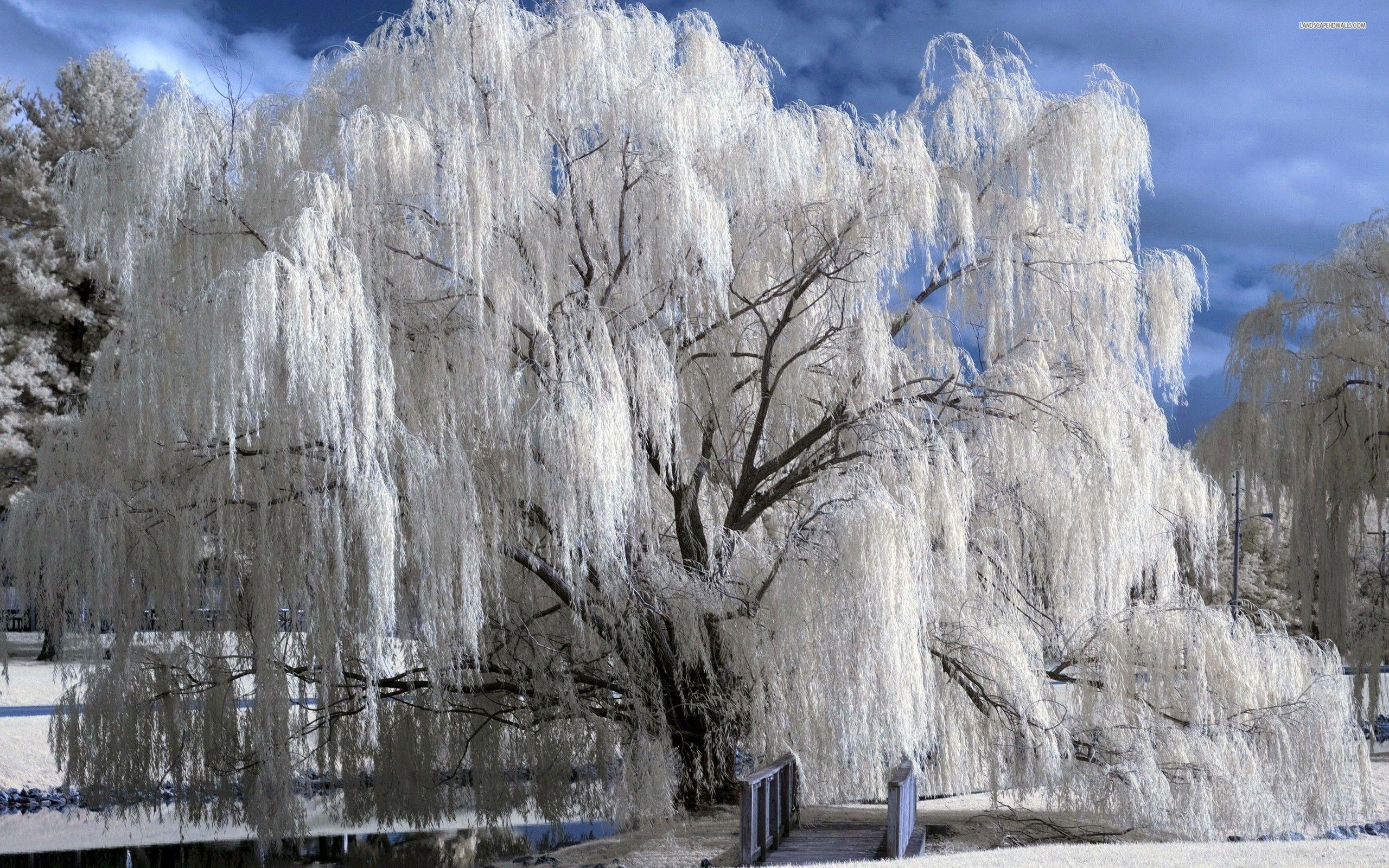 2560x1600 sauce lloron enano con Google. Tree winter wallpaper, Winter trees, Winter wallpaper