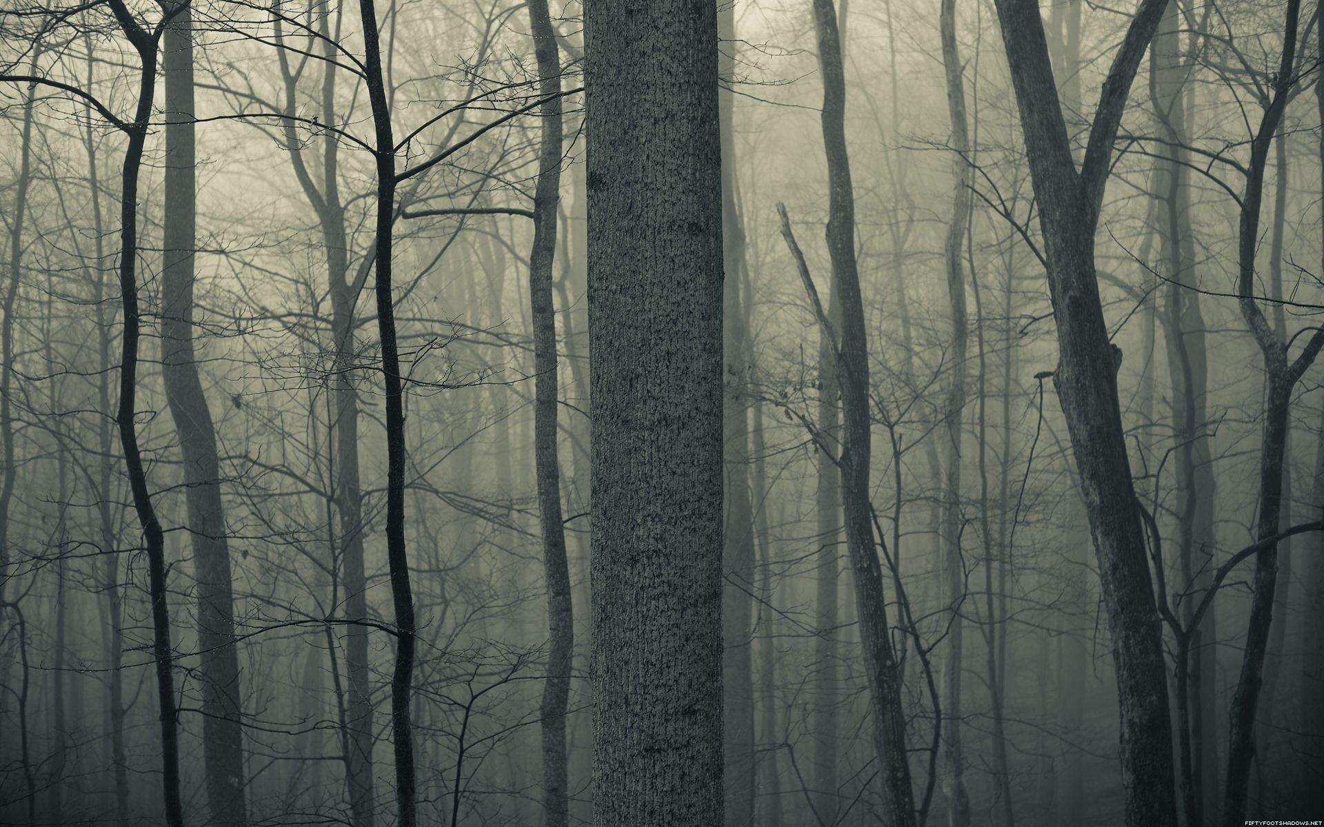 1920x1200 nature, Trees, Forests, Woods, Trunk, Haze, Fog, Mist, Dark, Bark, Spooky, Creepy, Autumn, Fall, Seasons Wallpaper HD / Desktop and Mobile Background