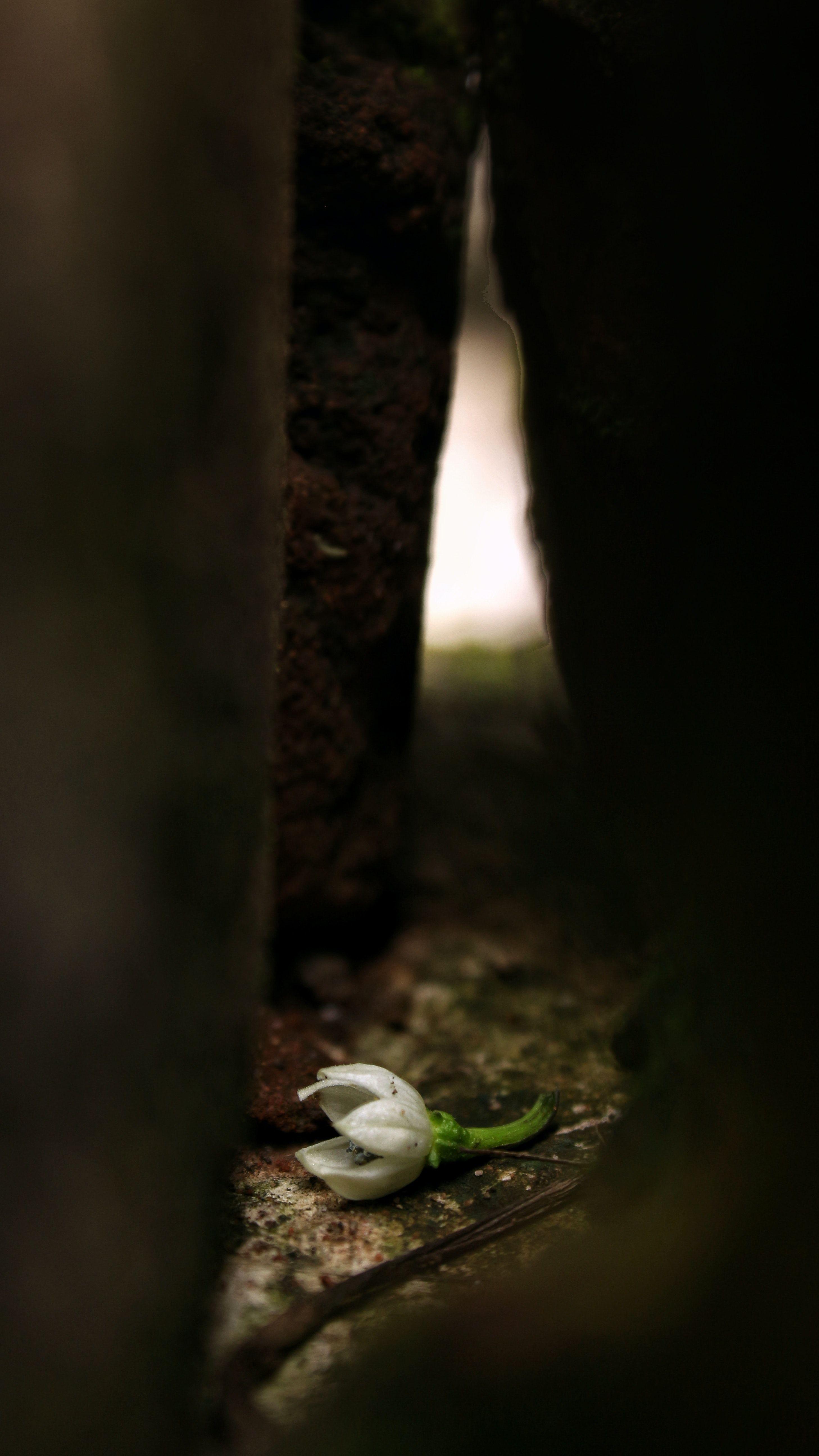 2915x5184 Free of 4k wallpaper, beautiful, mobile