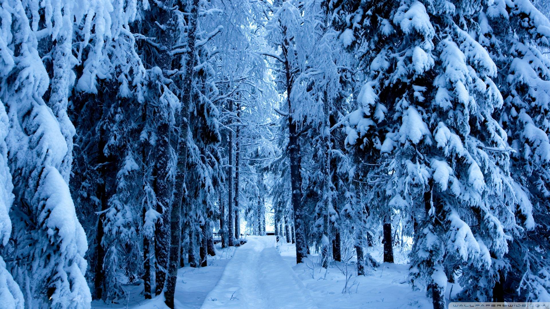 1920x1080 Snowy Wallpaper