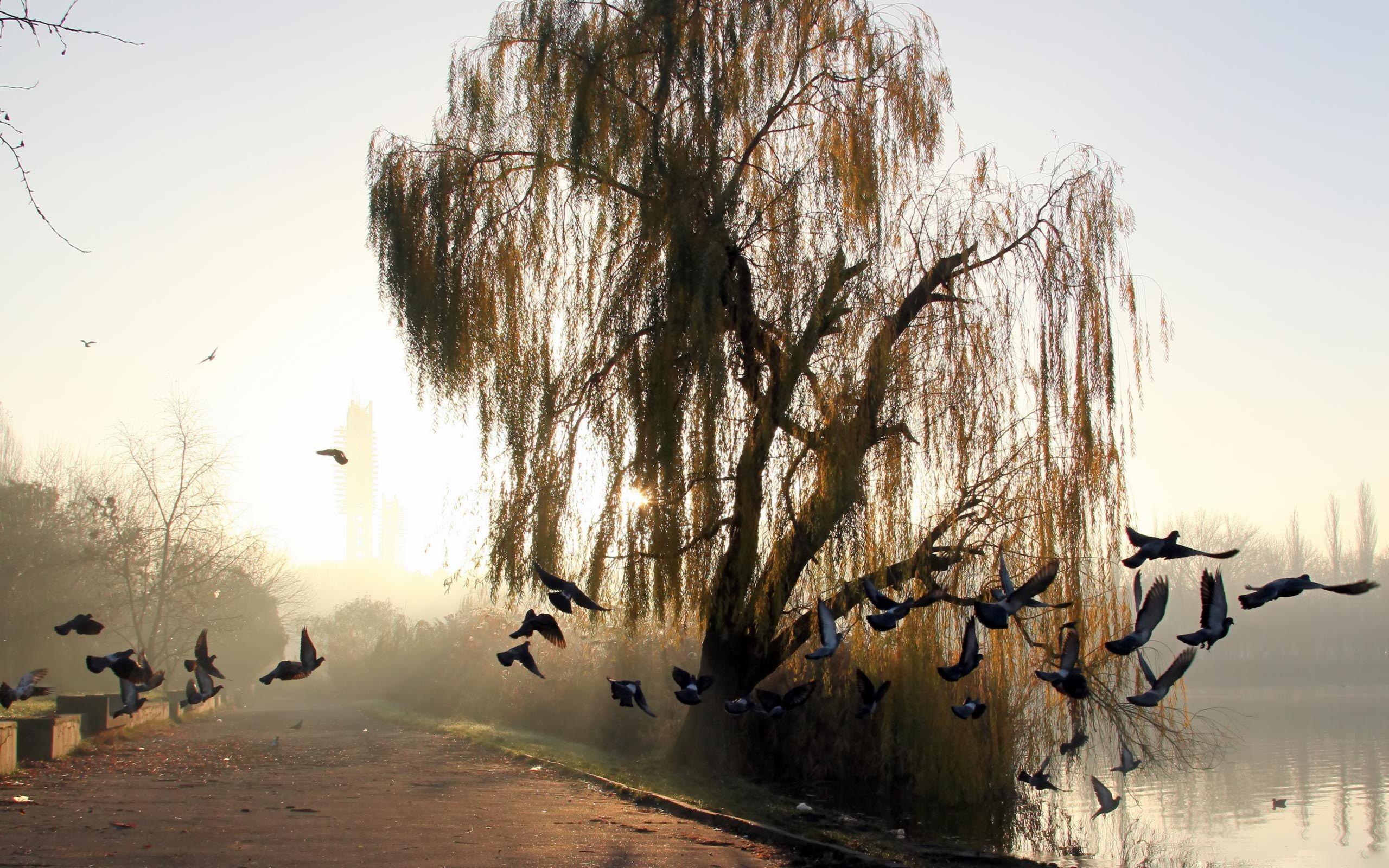 2560x1600 Weeping Willow Tree Wallpaper Willow HD Wallpaper