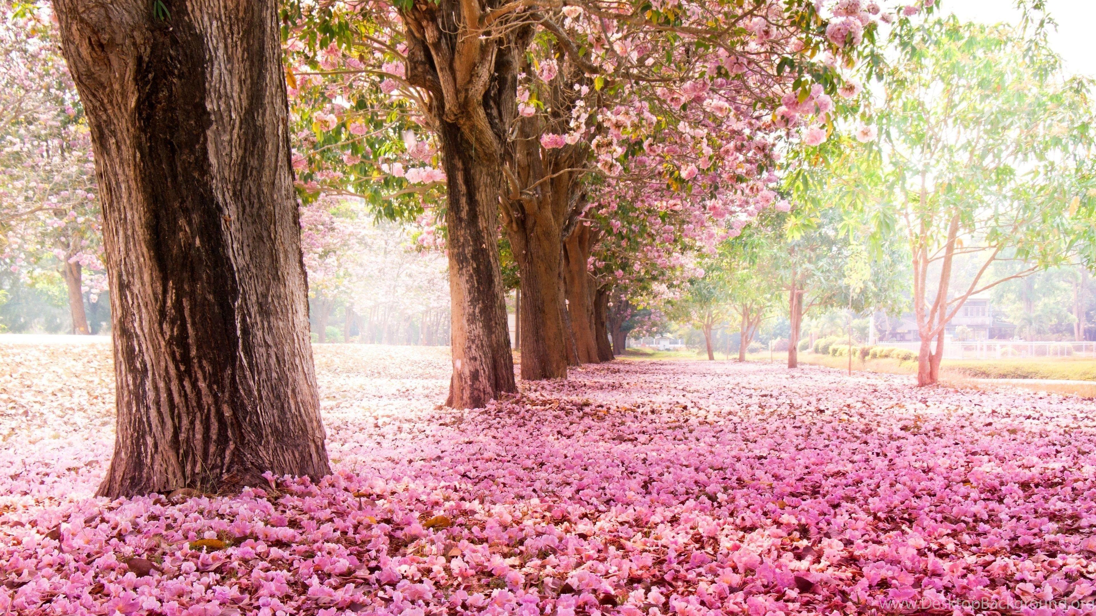 3840x2160 Japan Ultra HD Wallpaper UHD Wallpaper.Net Desktop Background
