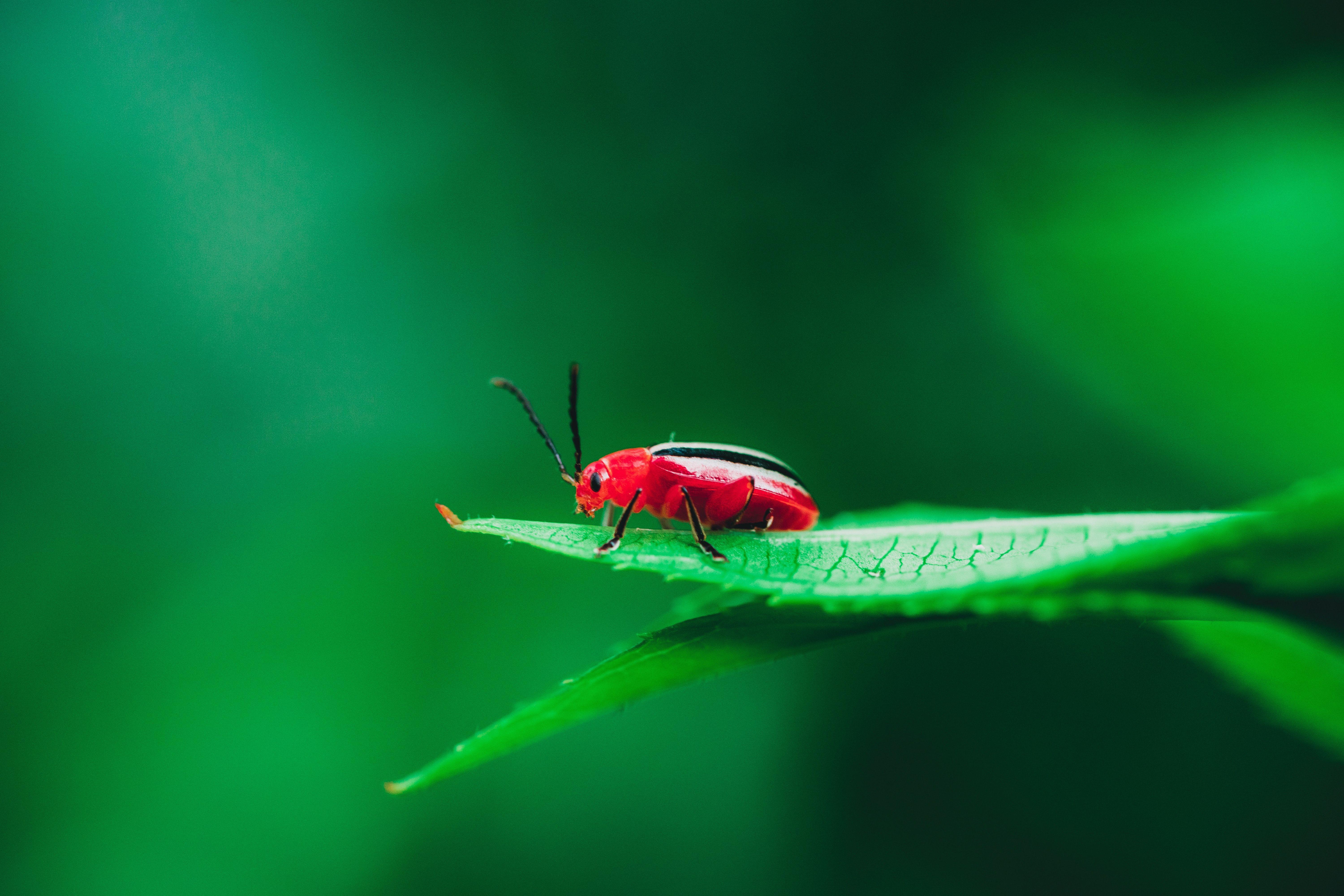 6000x4000 Entomology Picture. Download Free Image