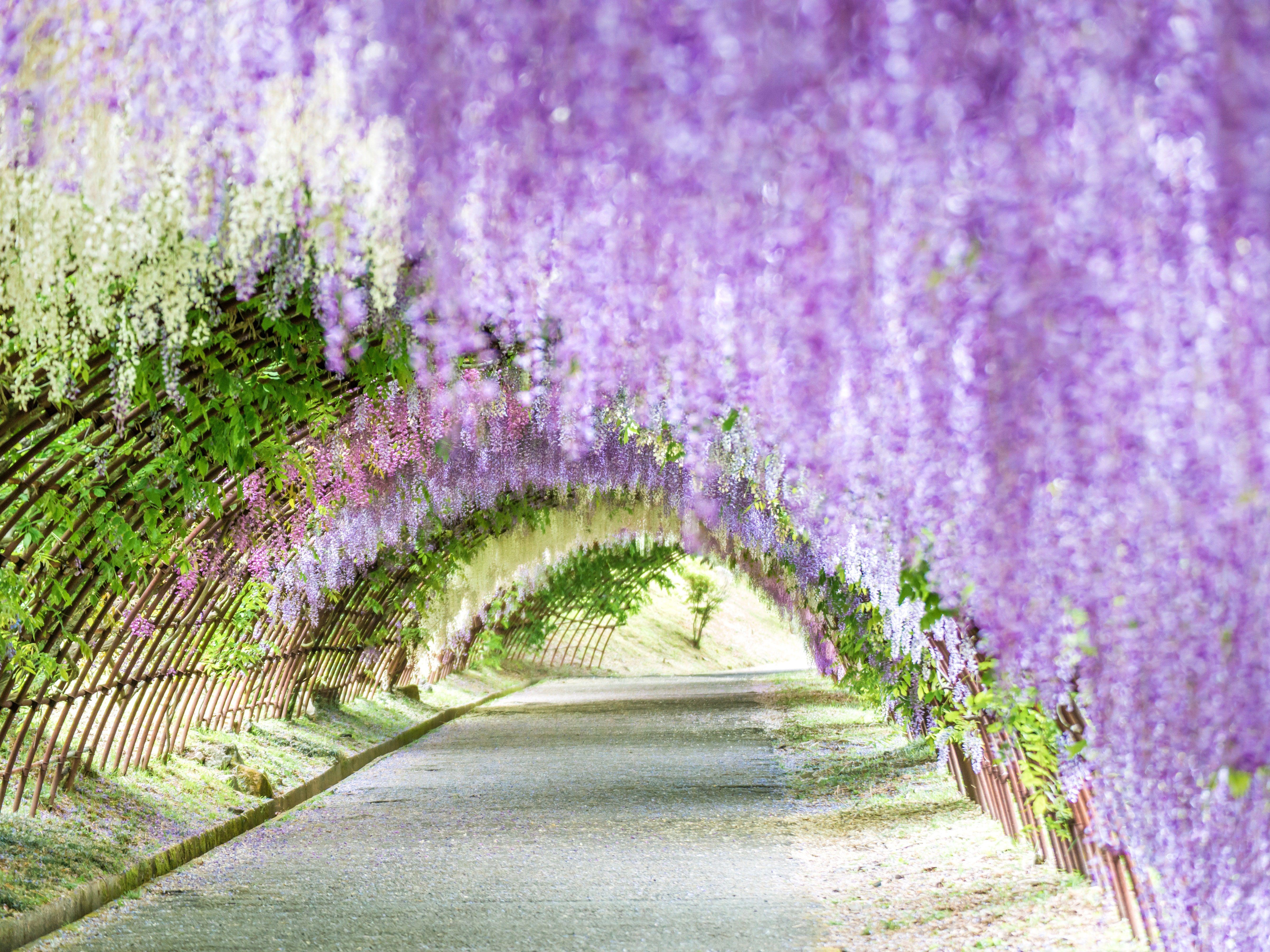 5352x4014 Spring Flower Picture from Around the World. Condé Nast Traveler