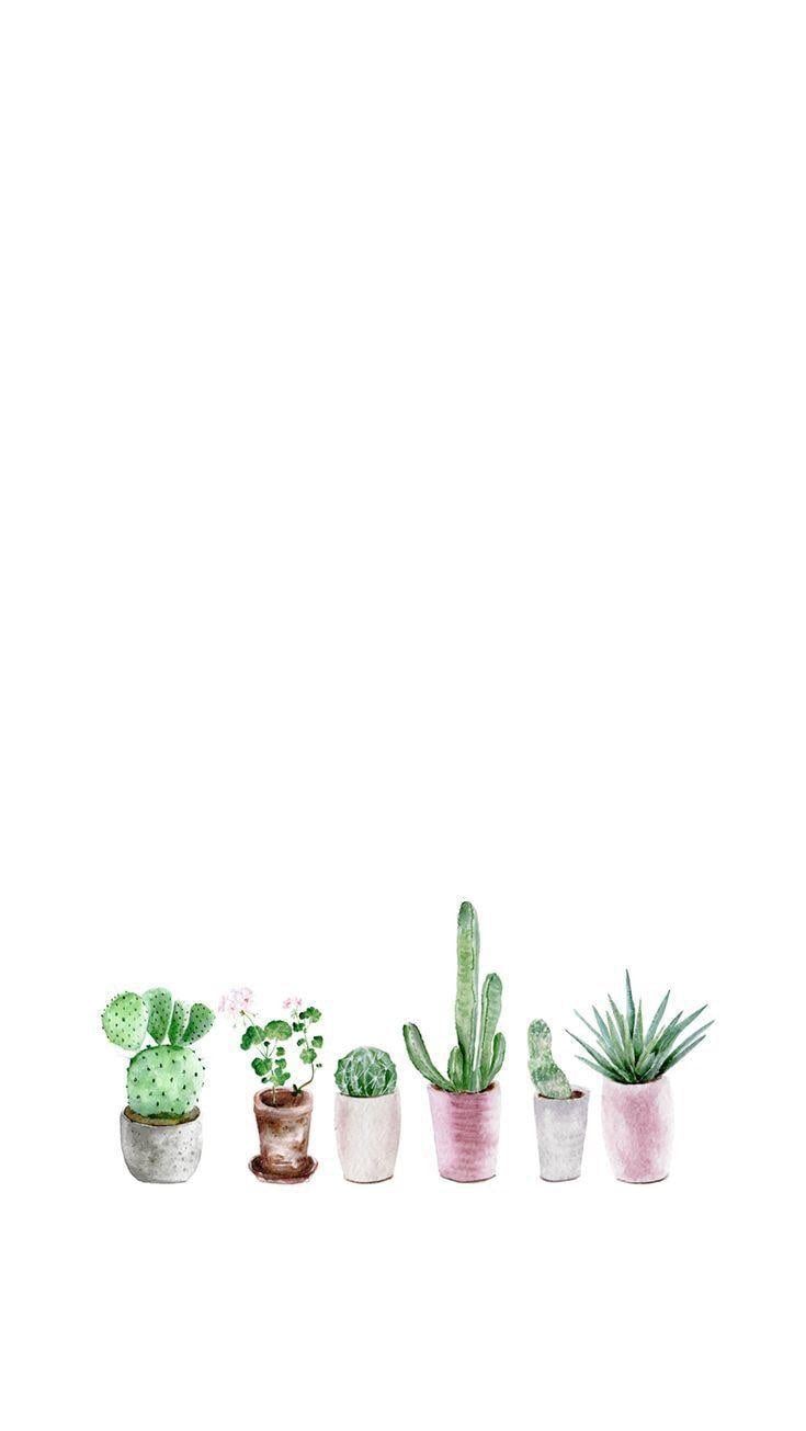 Cute Aesthetic Succulent Wallpapers - Top Free Cute Aesthetic Succulent ...