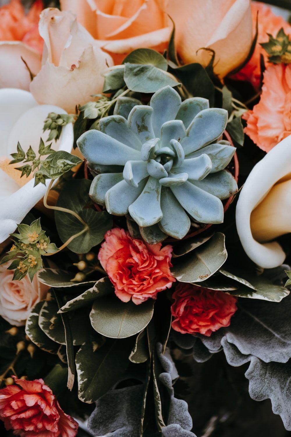 1000x1500 Succulent Picture. Download Free Image
