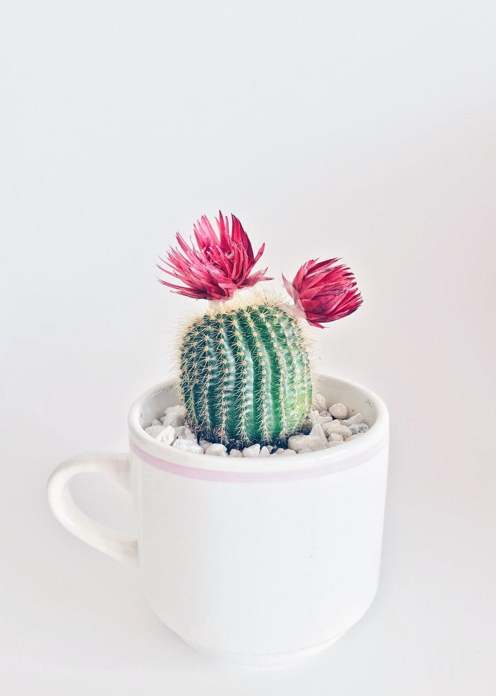 1000x1404 Succulent Picture. Download Free Image