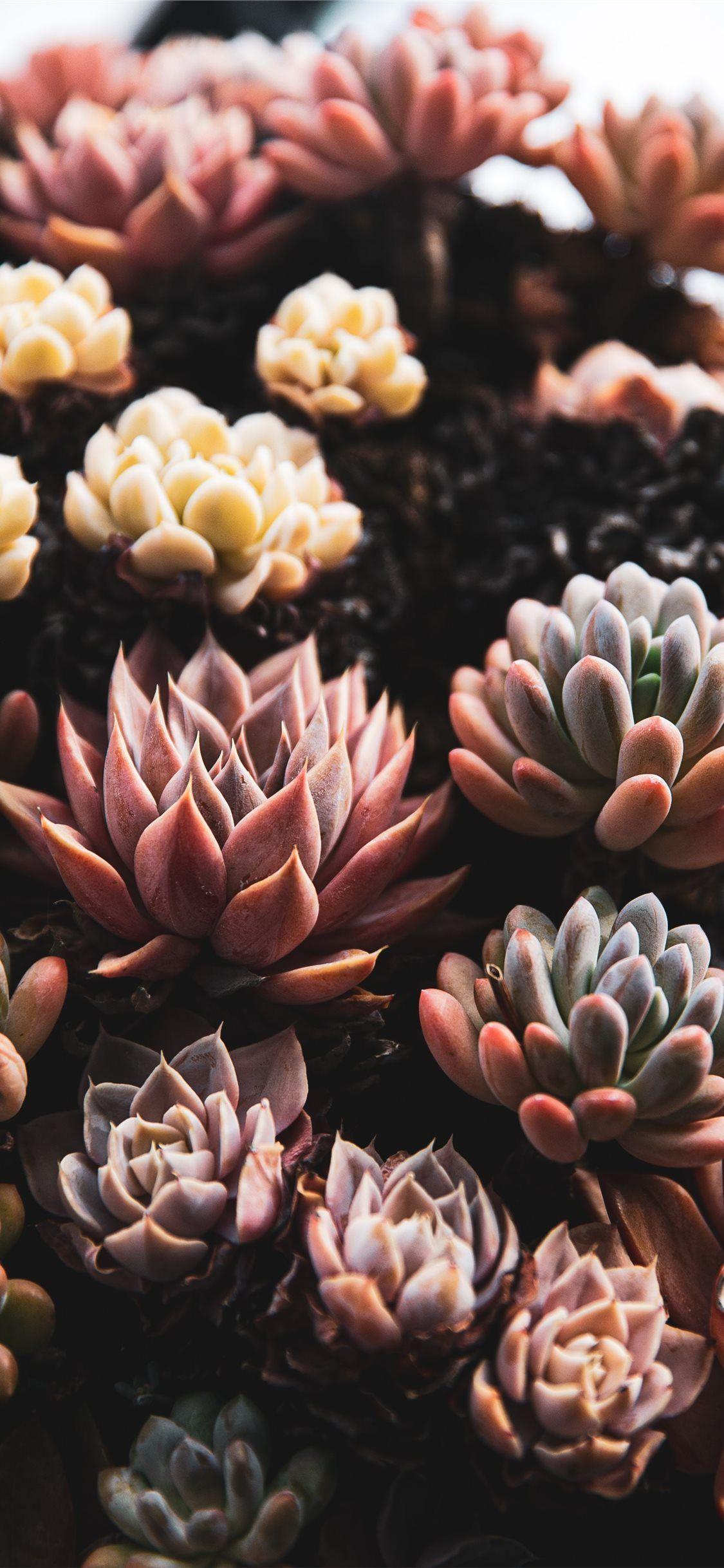 1125x2436 Succulent iPhone XS Wallpaper