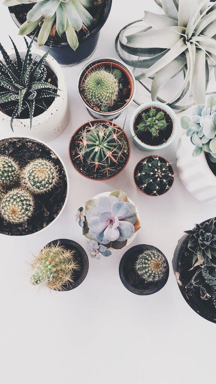 720x1280 hollywallace14. Plant aesthetic, Cacti and succulents, Wallpaper