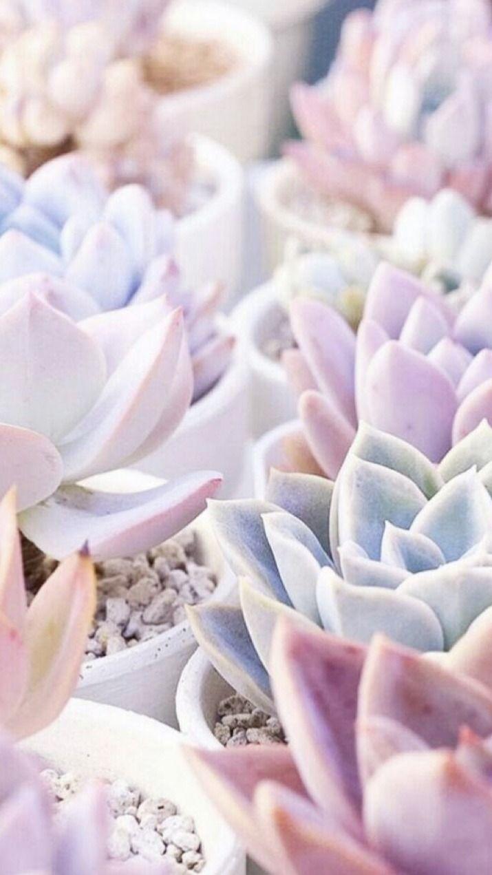715x1271 Wallpaper Lockscreens. Succulents wallpaper, Cactus background, Plant aesthetic