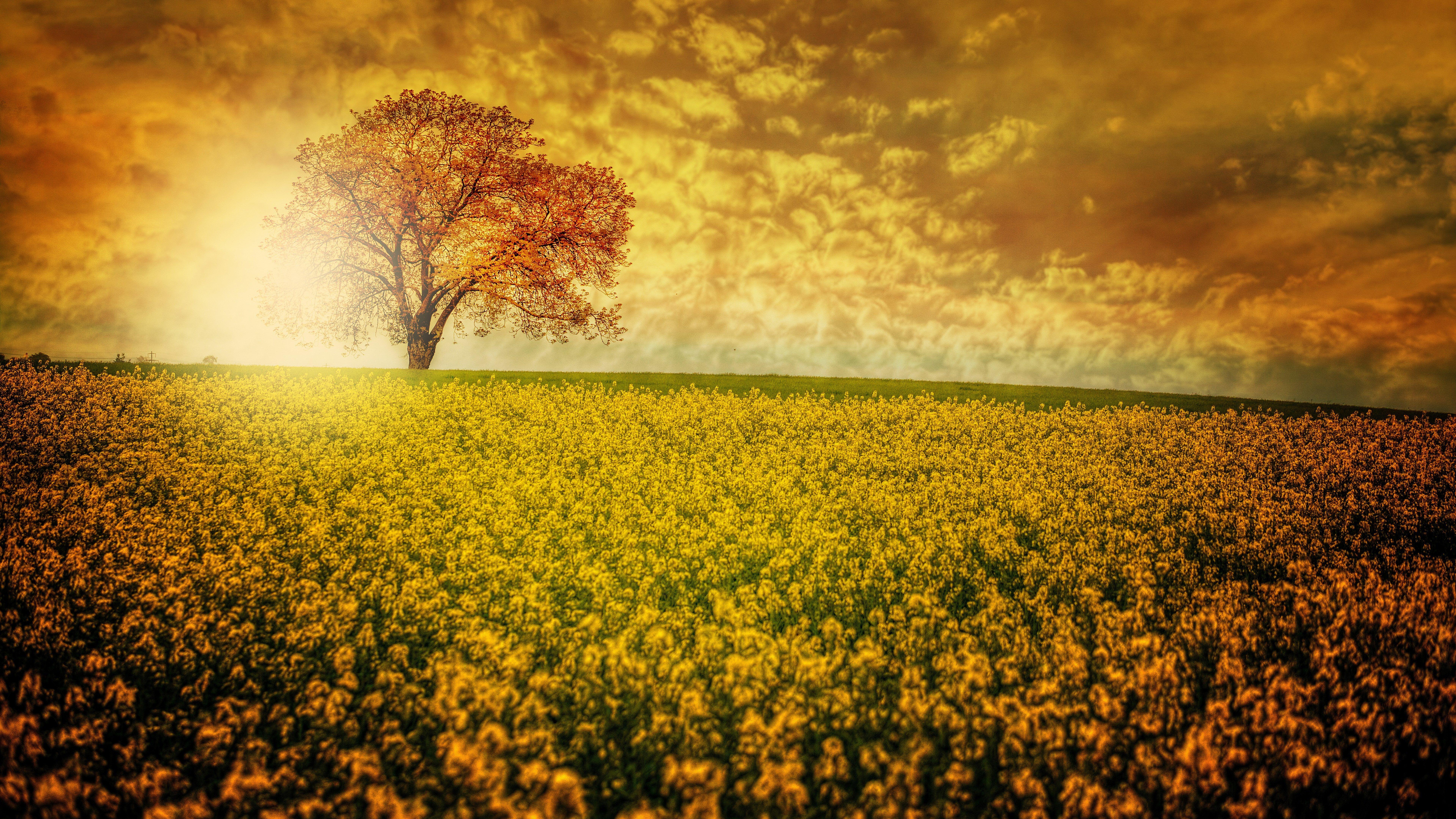 7680x4320 ultra HD 8k resolution 7680x4320 nature flower field K #wallpaper #hdwallpaper #desktop. Scenery wallpaper, Beautiful scenery wallpaper, Flower field