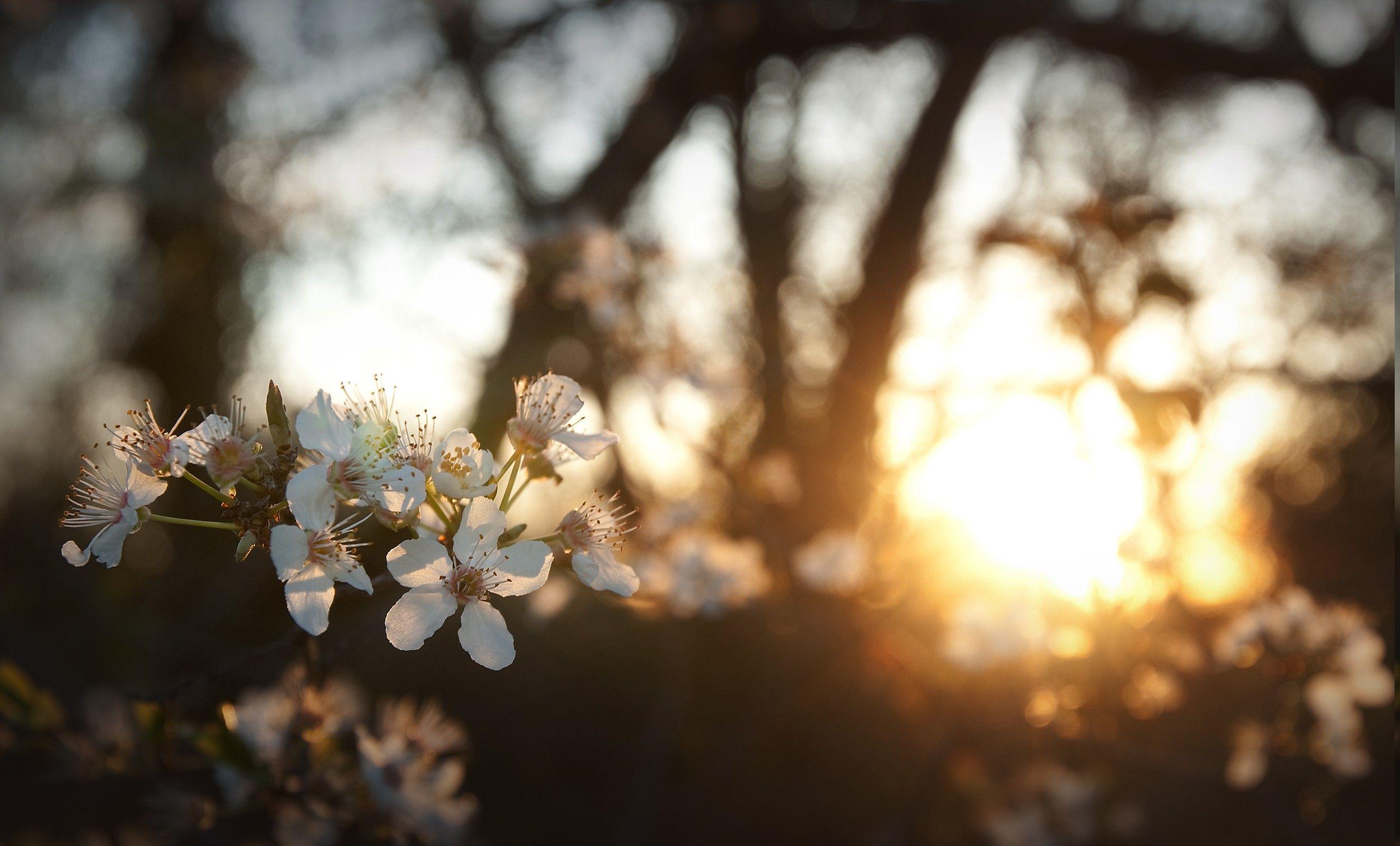 2650x1600 flowers, White Flowers, Sunlight, Depth Of Field, Nature, Bokeh Wallpaper HD / Desktop and Mobile Background