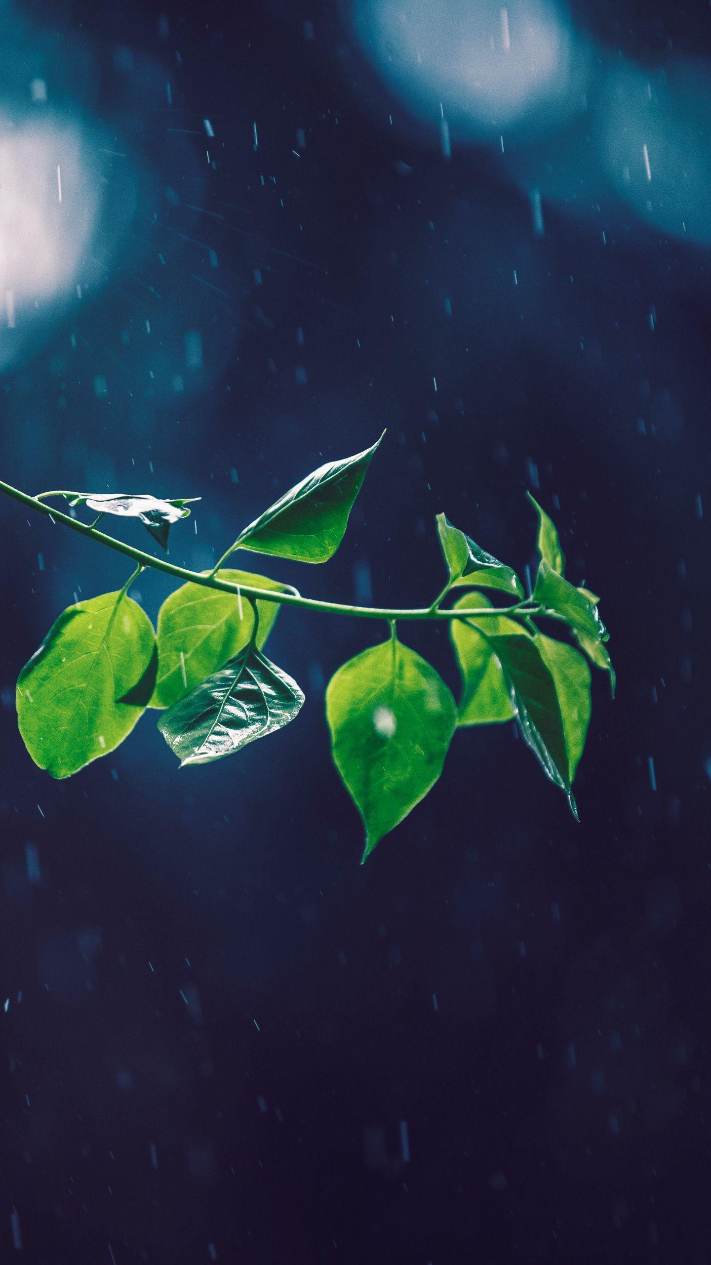 1440x2560 Wallpaper Branch, Glare, Leaves, Rain HD Wallpaper