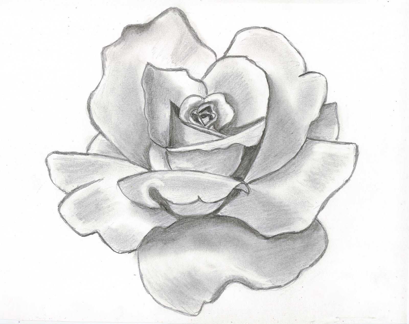 1600x1268 Beautiful Flowers Wallpaper: Rose Flower Drawing Wallpaper