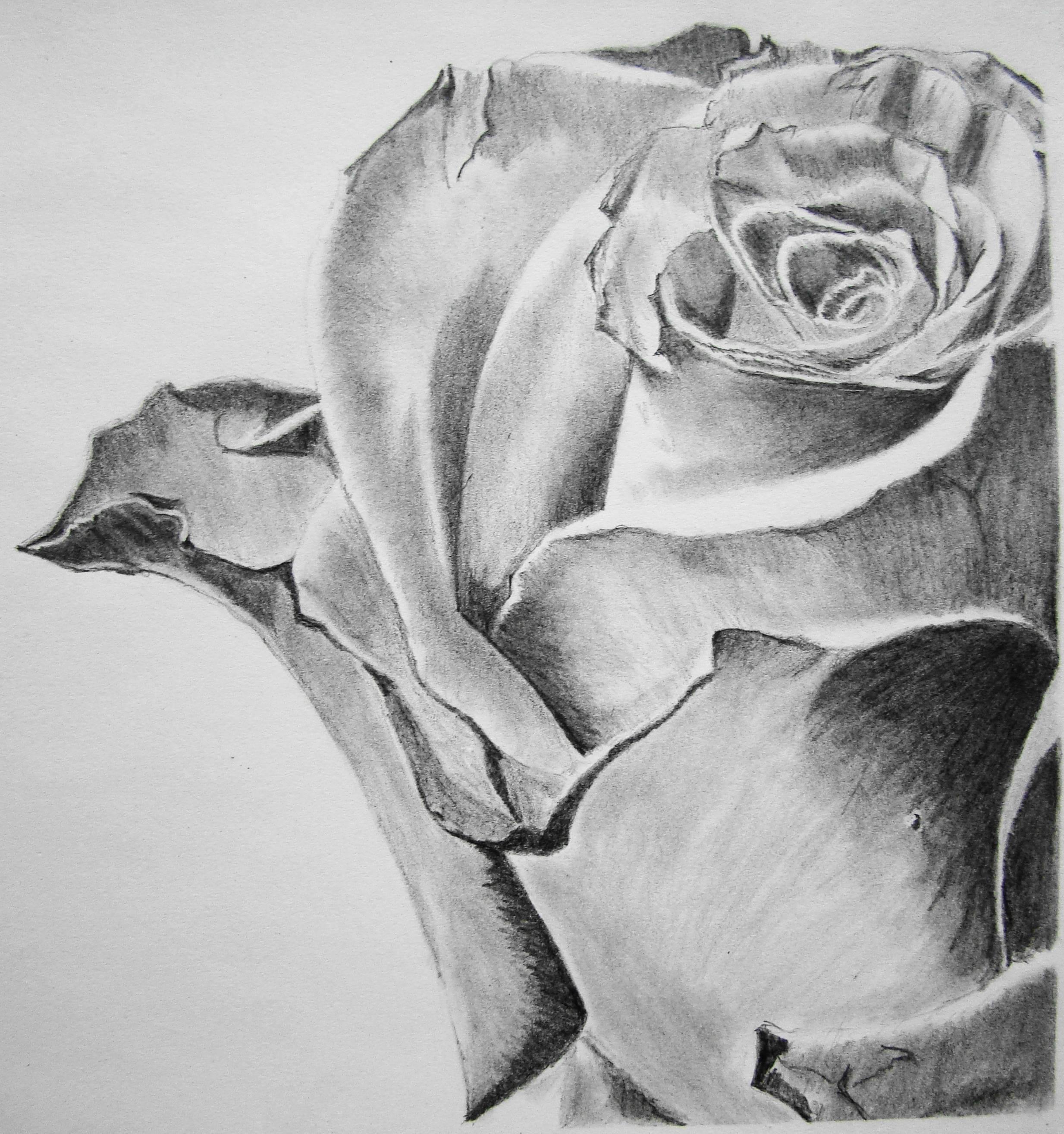 2467x2630 Pencil Art Wallpaper