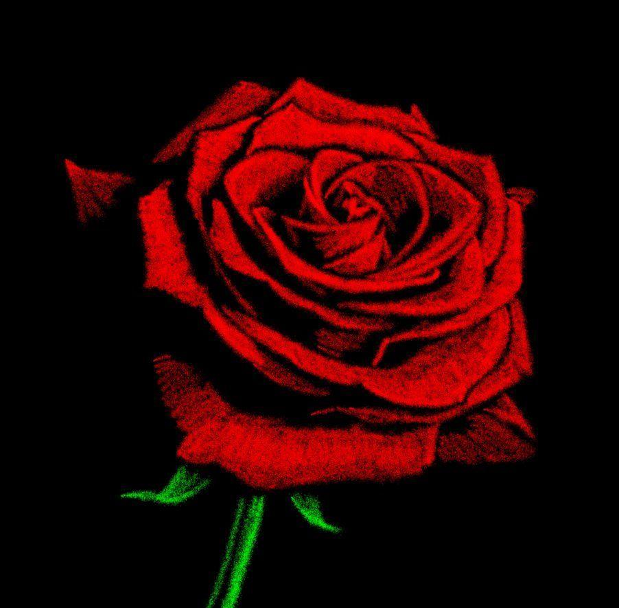 Rose Drawing Wallpapers Top Free Rose Drawing Backgrounds