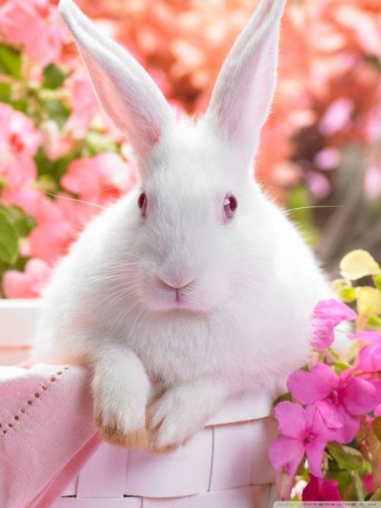 768x1024 Cute Easter Bunny Ultra HD Desktop Background Wallpaper for 4K UHD TV : Tablet
