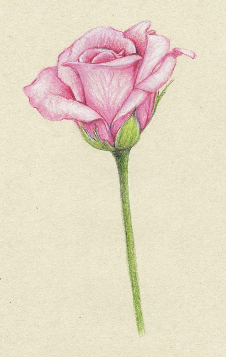 736x1163 hoontoidly: Simple Pink Rose Drawing Image