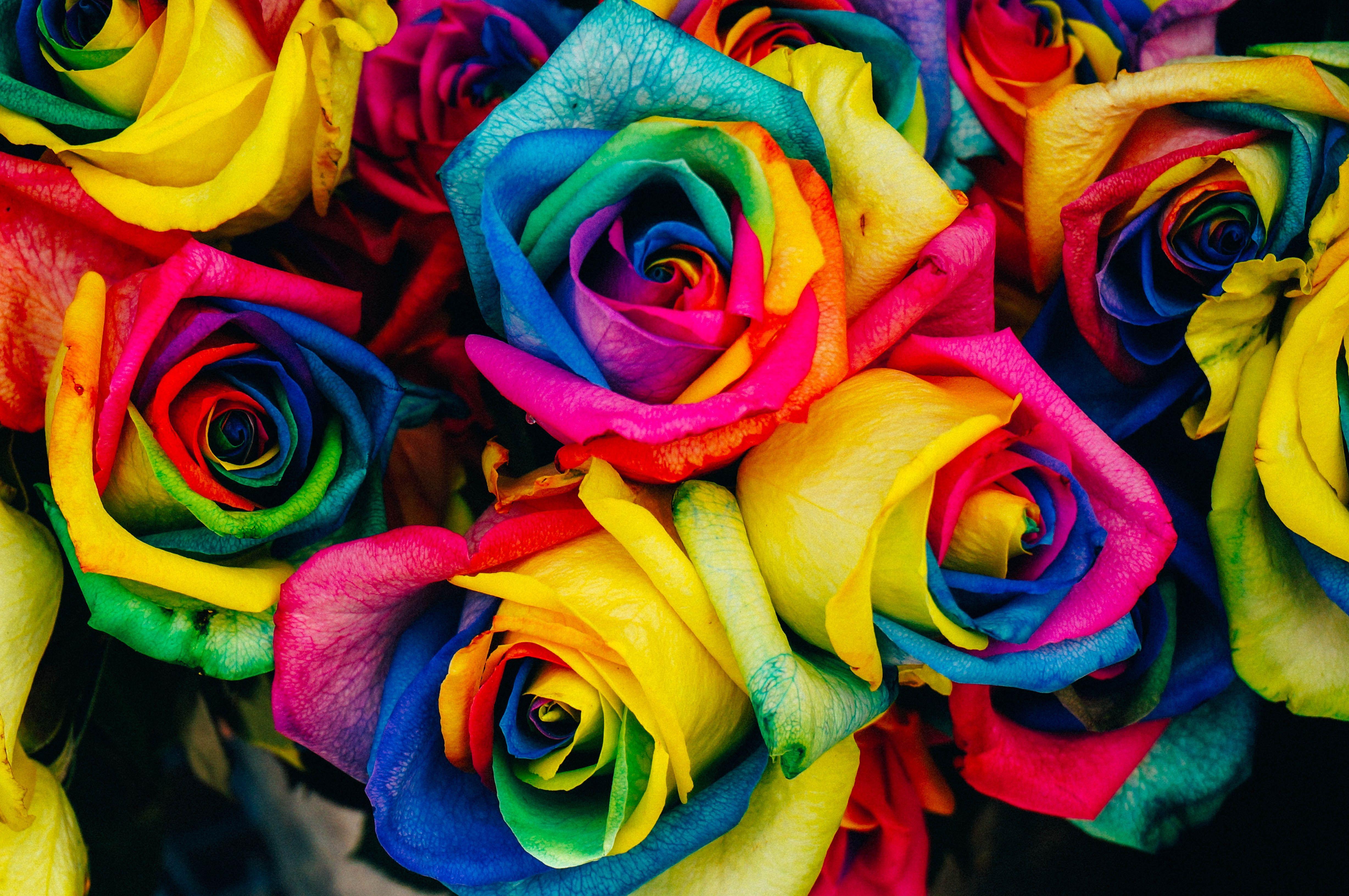 4912x3264 4912x3264 #frame, #Free , #flower wallpaper, #pink, #textured, #flower, #rough, #colorful, #art, #flower background, #rainbow, #paint, #rose, #wallpaper, #dirty, #color, #drawing, #floral background, #watercolor, #nature, #dyed