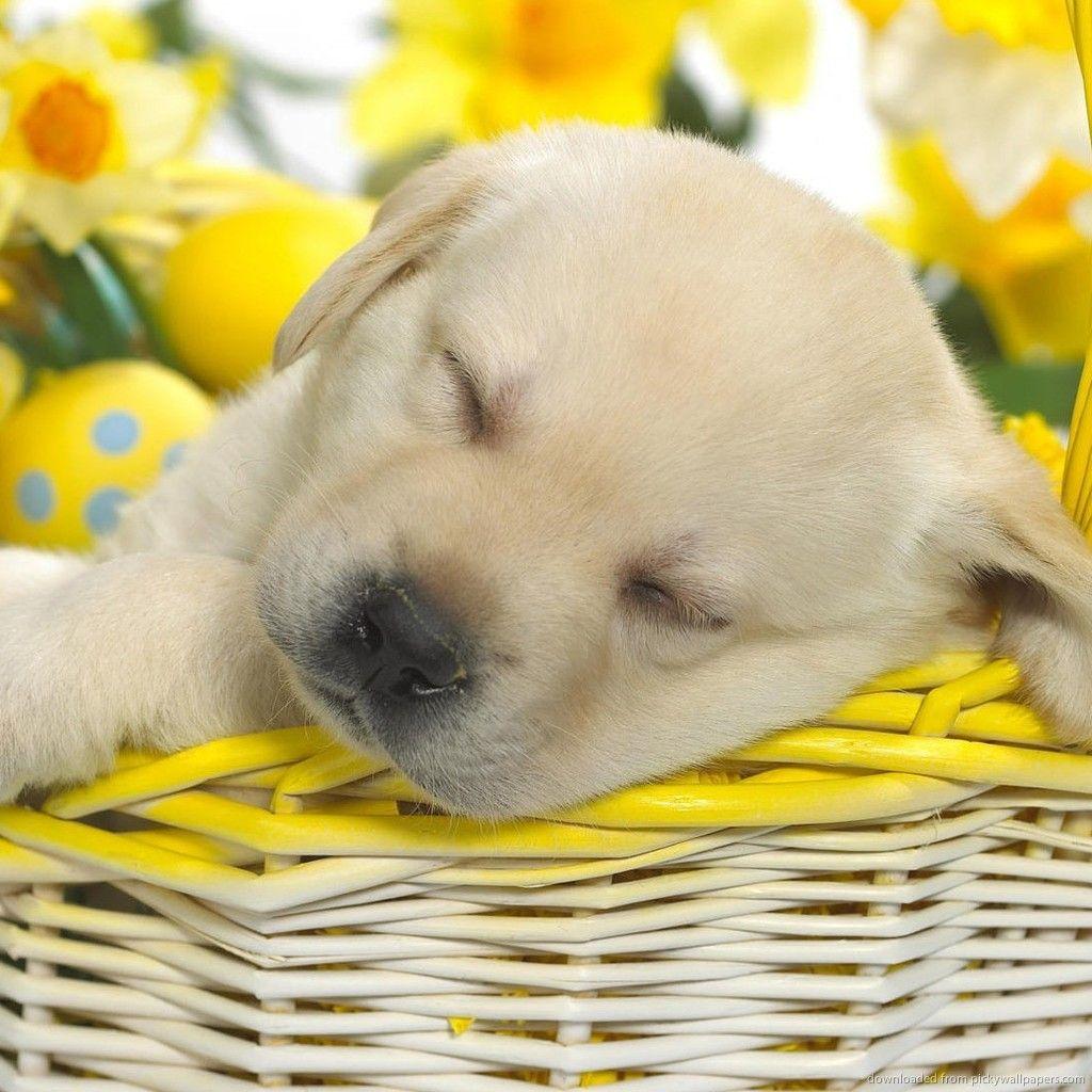 1024x1024 Cute Easter Scenes** Other Abstract Background Wallpaper on 1024x1024