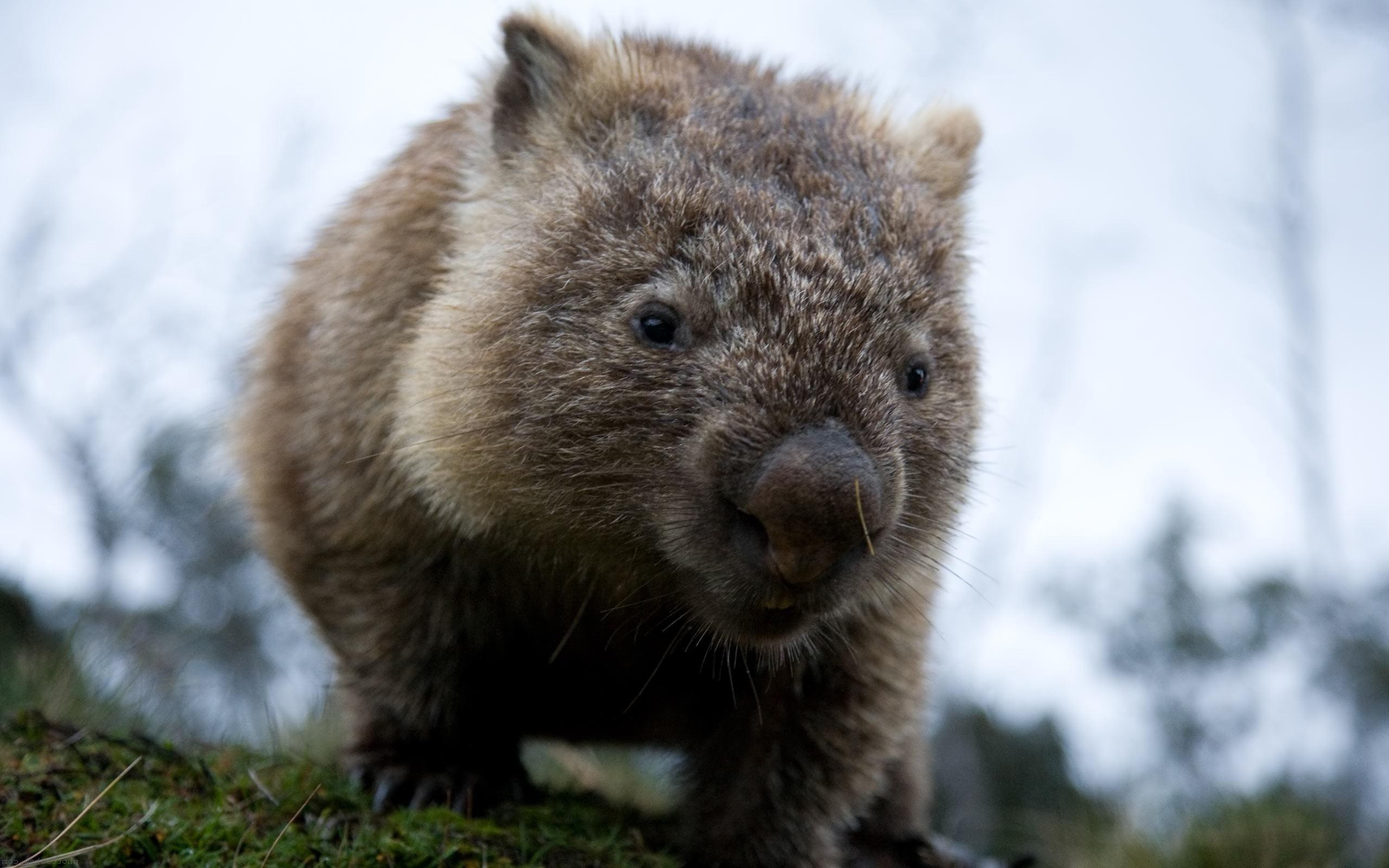 Wallpaper Australia, animal, mammals, chord, marsupials, chubby, Wombat,  dvortsovye images for desktop, section животные - download