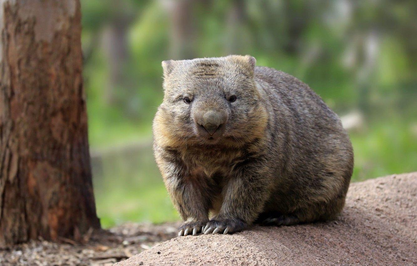 Wombat Wallpapers - Top Free Wombat Backgrounds - WallpaperAccess