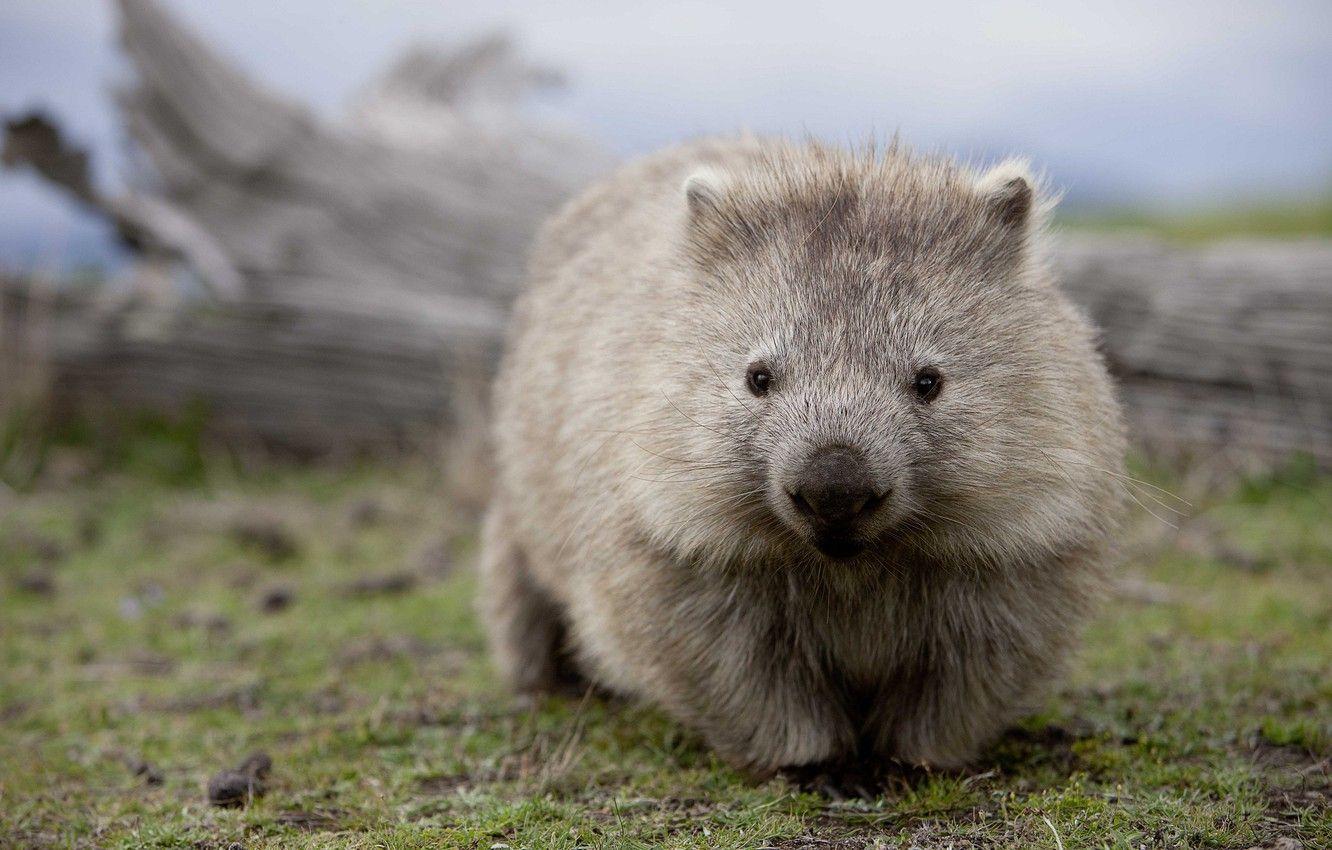 Wombat Wallpaper