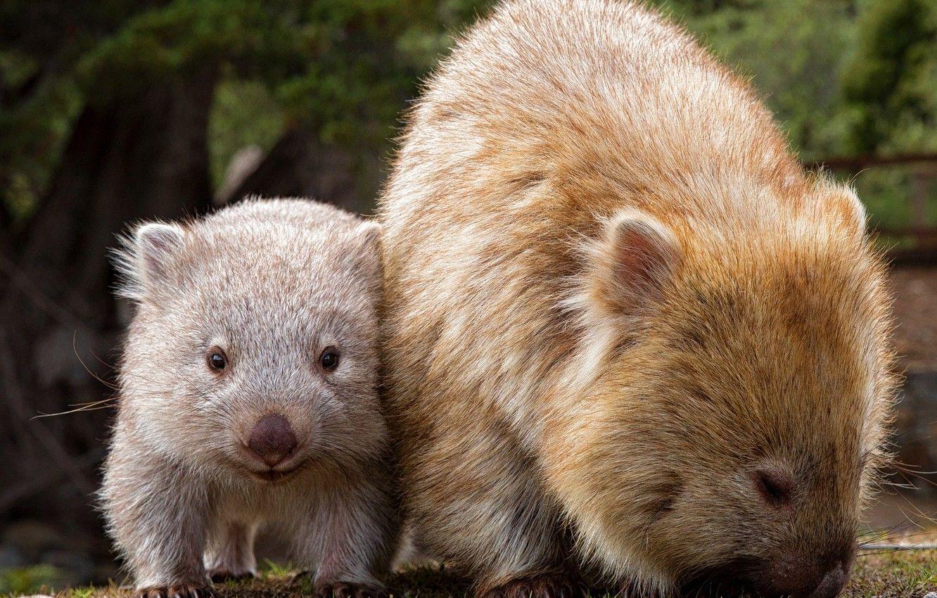 Wombat Wain sets world record for longevity in Osaka zoo | The Asahi  Shimbun: Breaking News, Japan News and Analysis