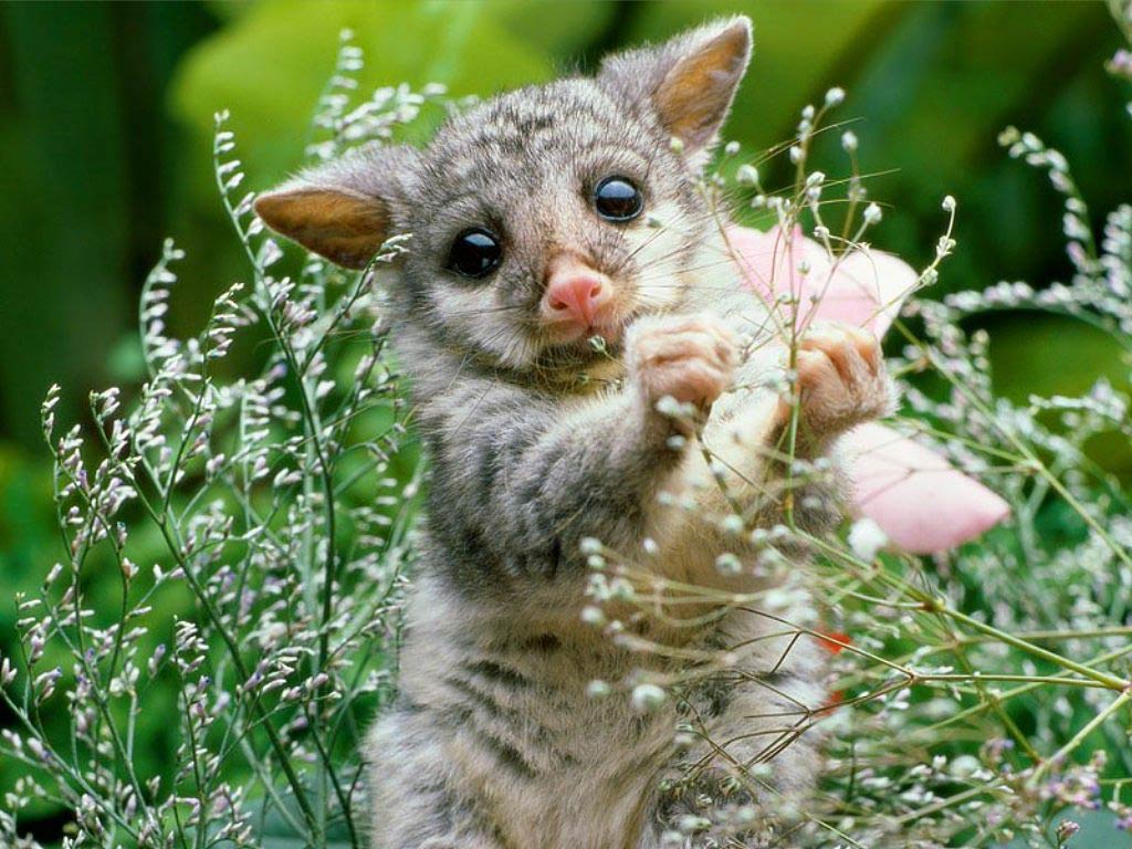 1024x768 Free Wombat Wallpaper