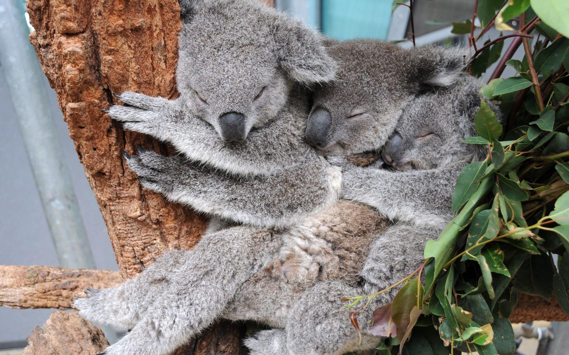 1920x1200 Wallpaper Wombat, Marsupial, Zoo, Bear, Koala Data Zoo Koalas Wallpaper & Background Download