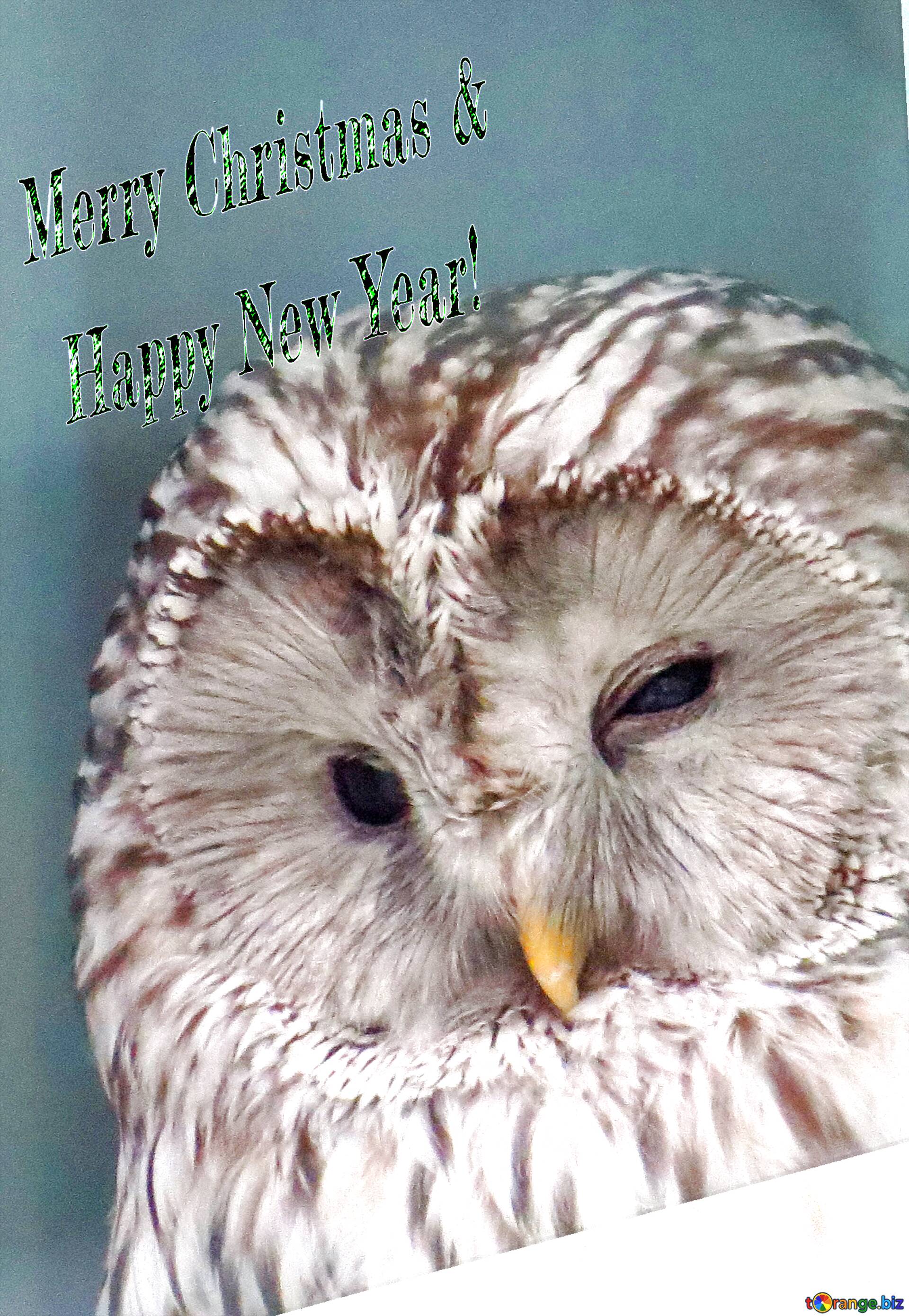 1920x2778 Download Free Picture Owl Beautiful Inscription Merry Christmas And Happy New Year! On CC BY License Free Image Stock TOrange.biz Fx №176638