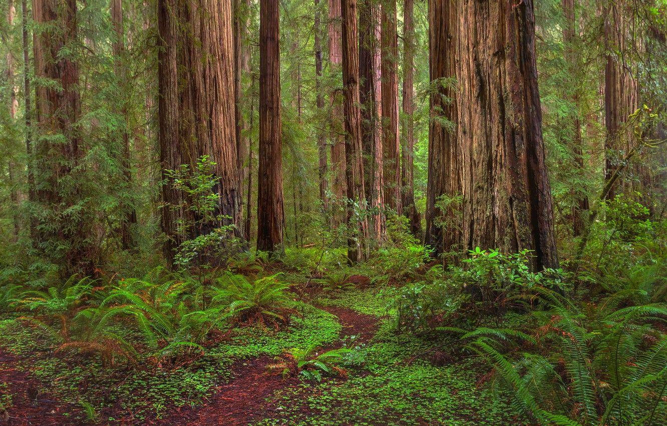 1332x850 Wallpaper greens, forest, grass, trees, path, the bushes, California, Redwoods State Park image for desktop, section природа