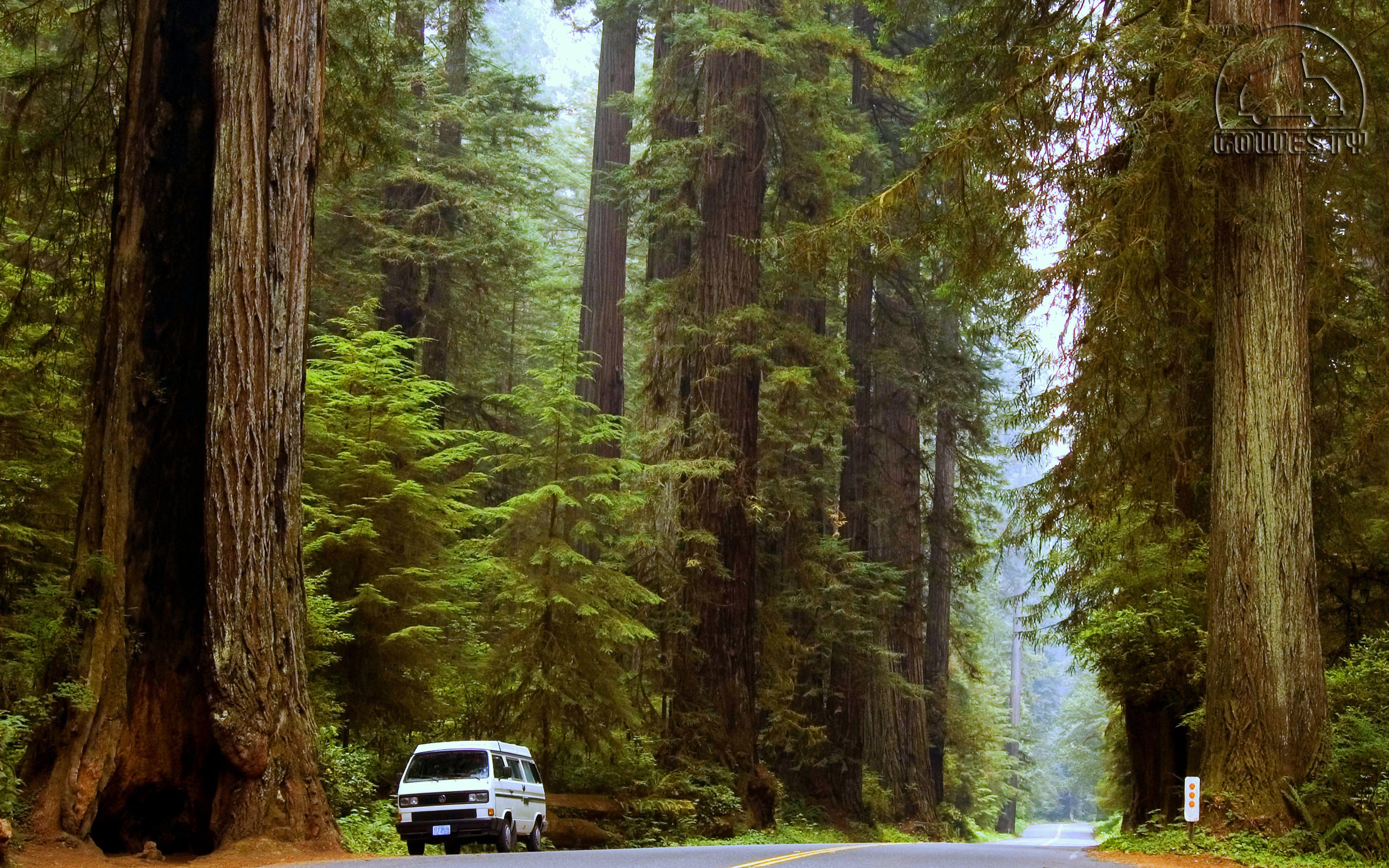 5200x3251 Redwoods Background and Wallpaper
