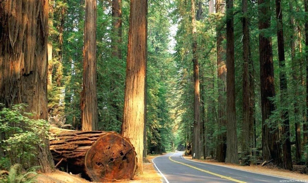 1200x715 Redwood Wallpaper Redwood Trees Road .itl.cat