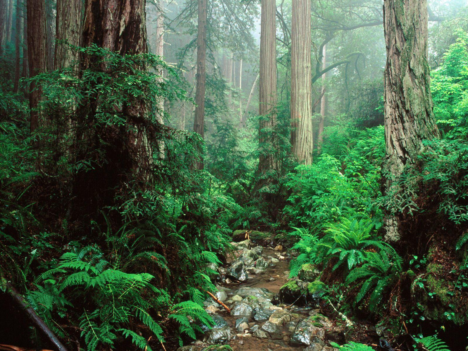 1600x1200 Redwood Forest Wallpaper